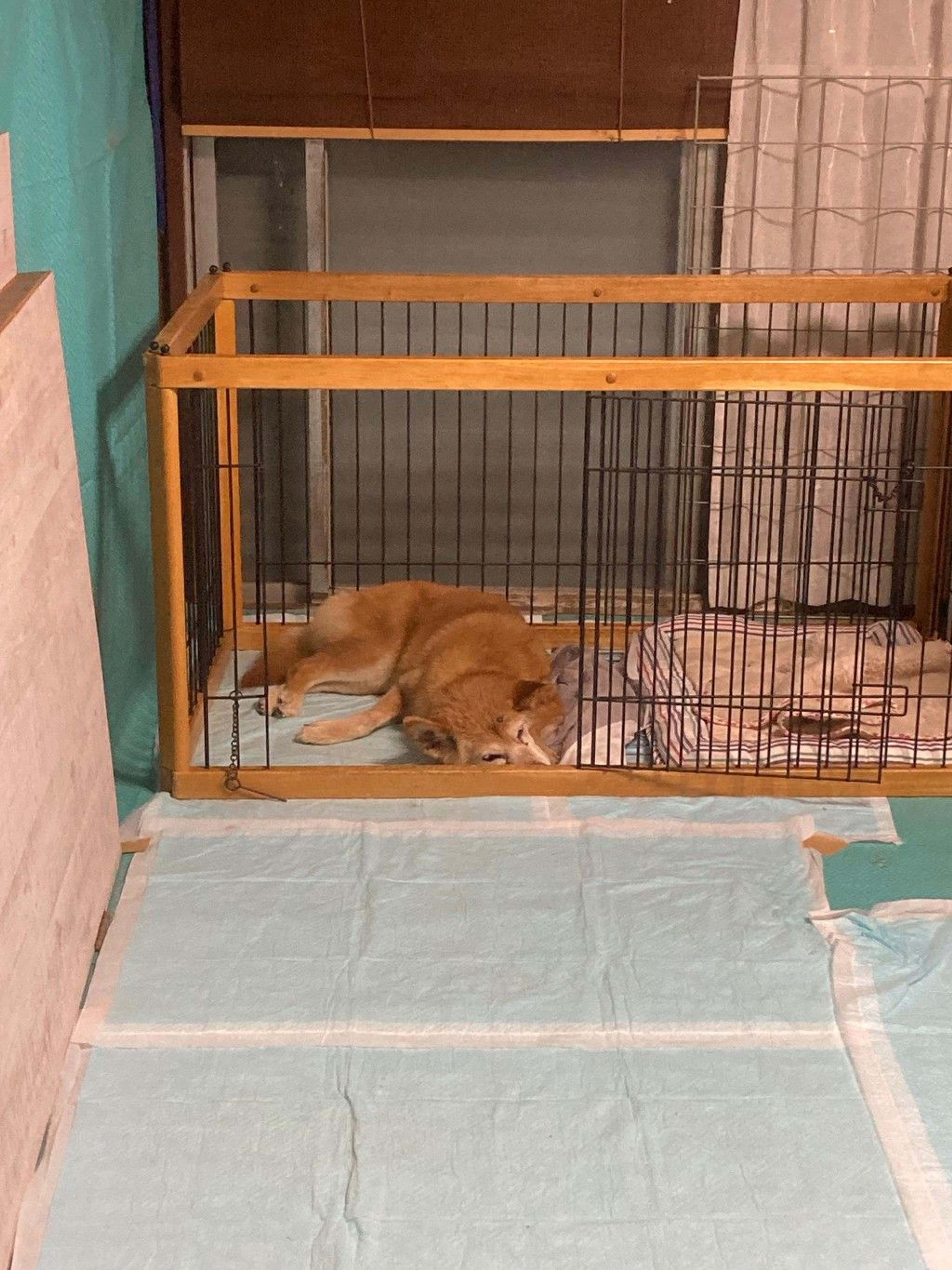 pet-image-2