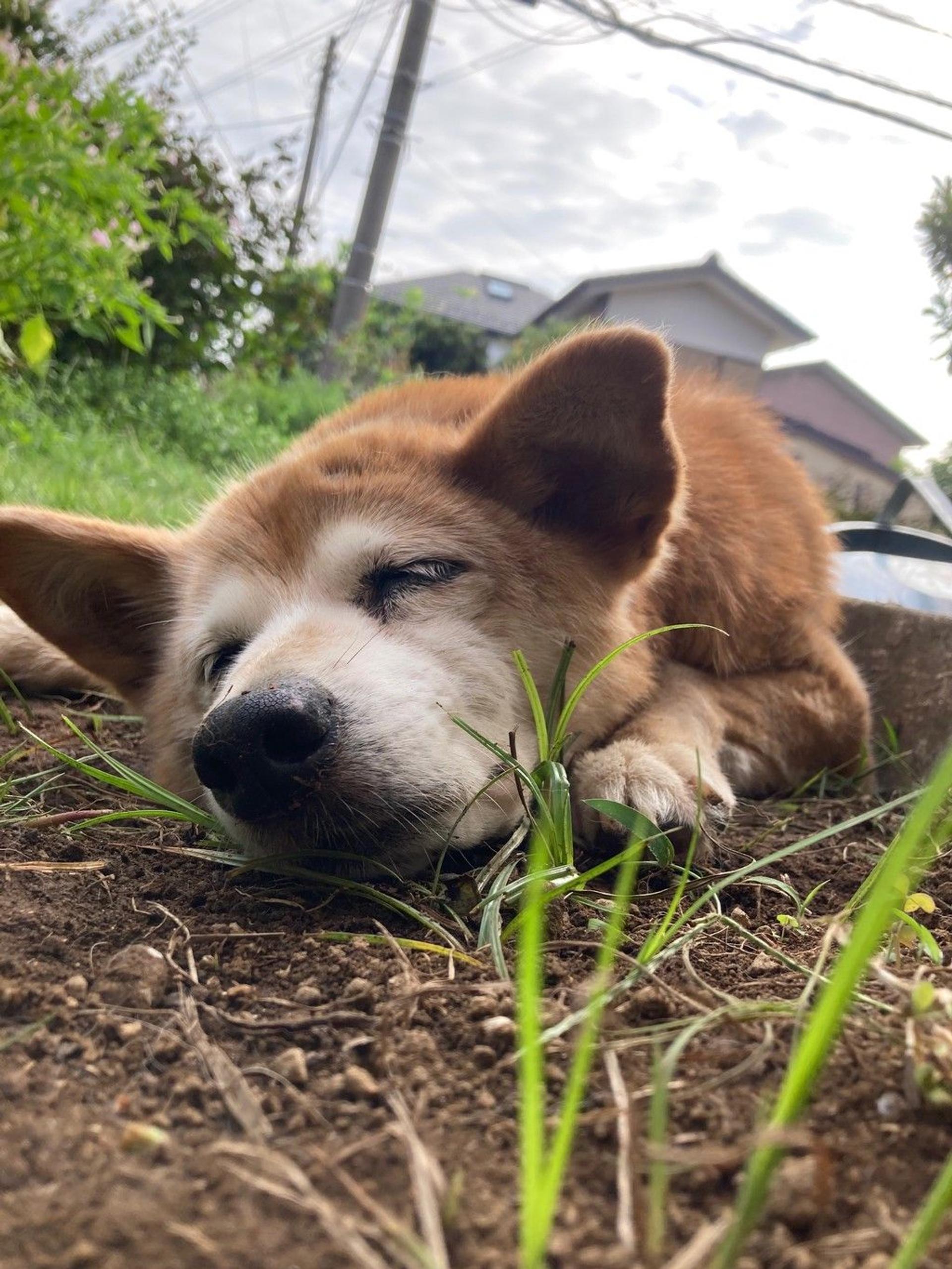 pet-image-4