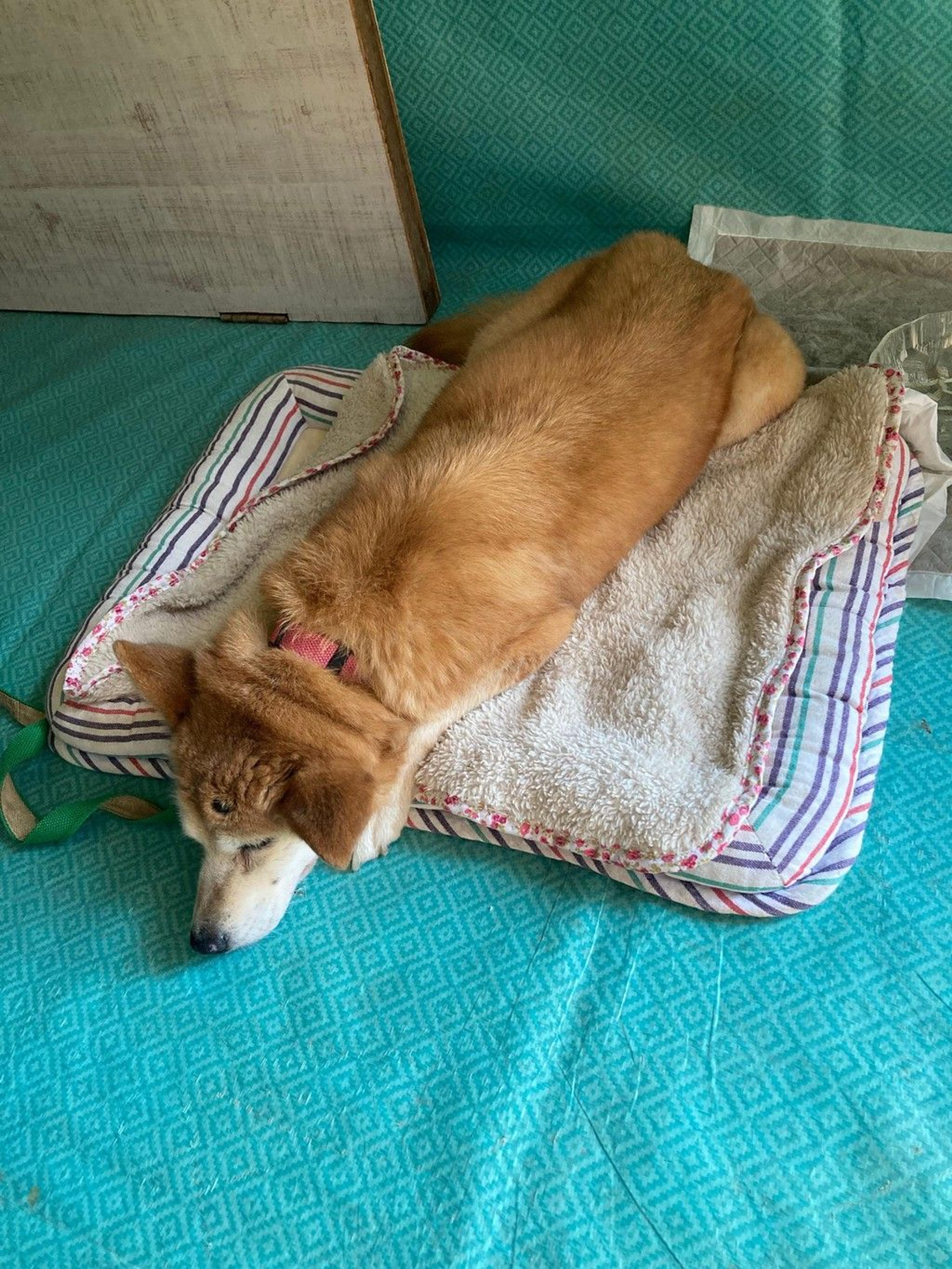 pet-image-5