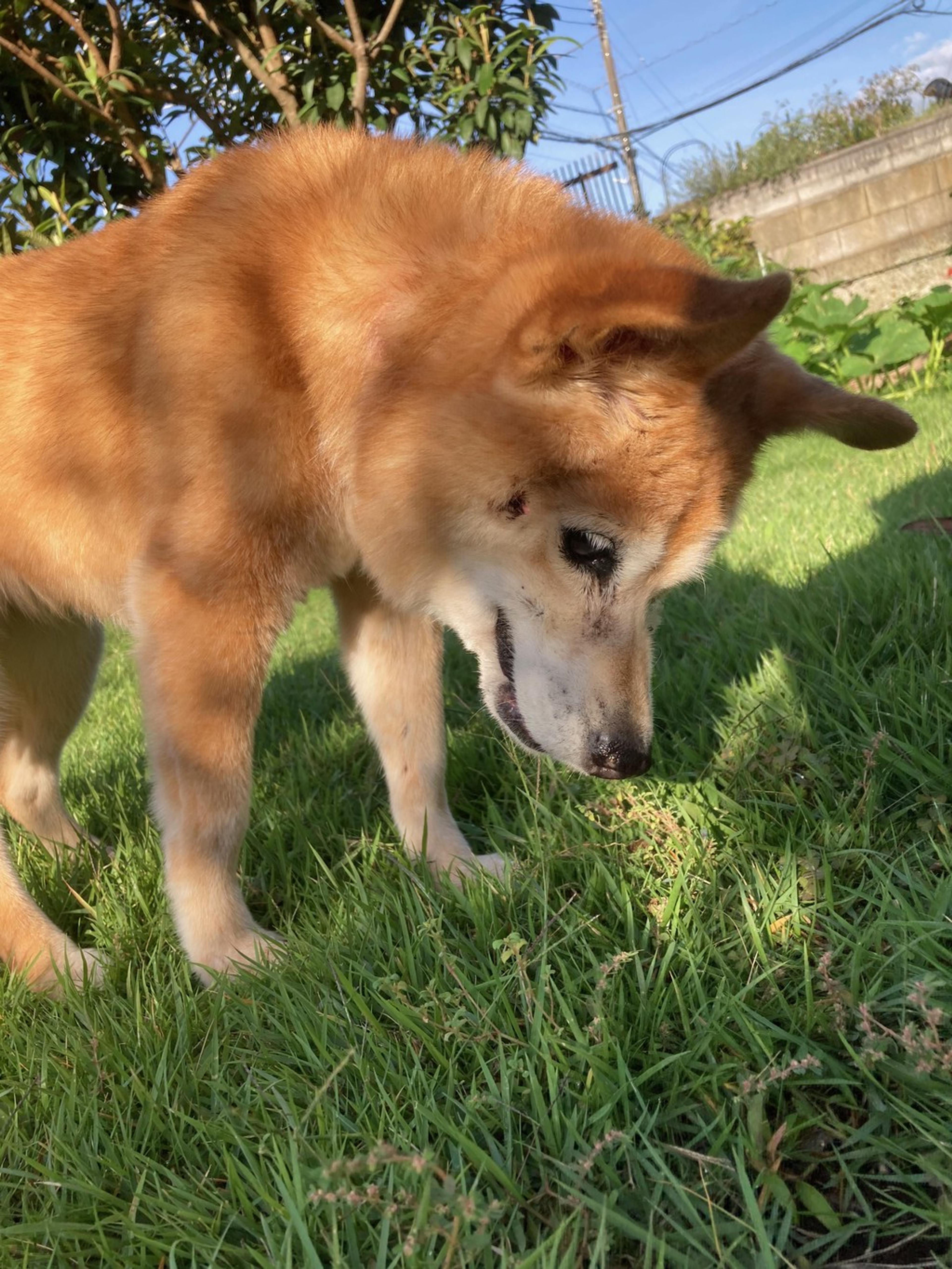 pet-image-8