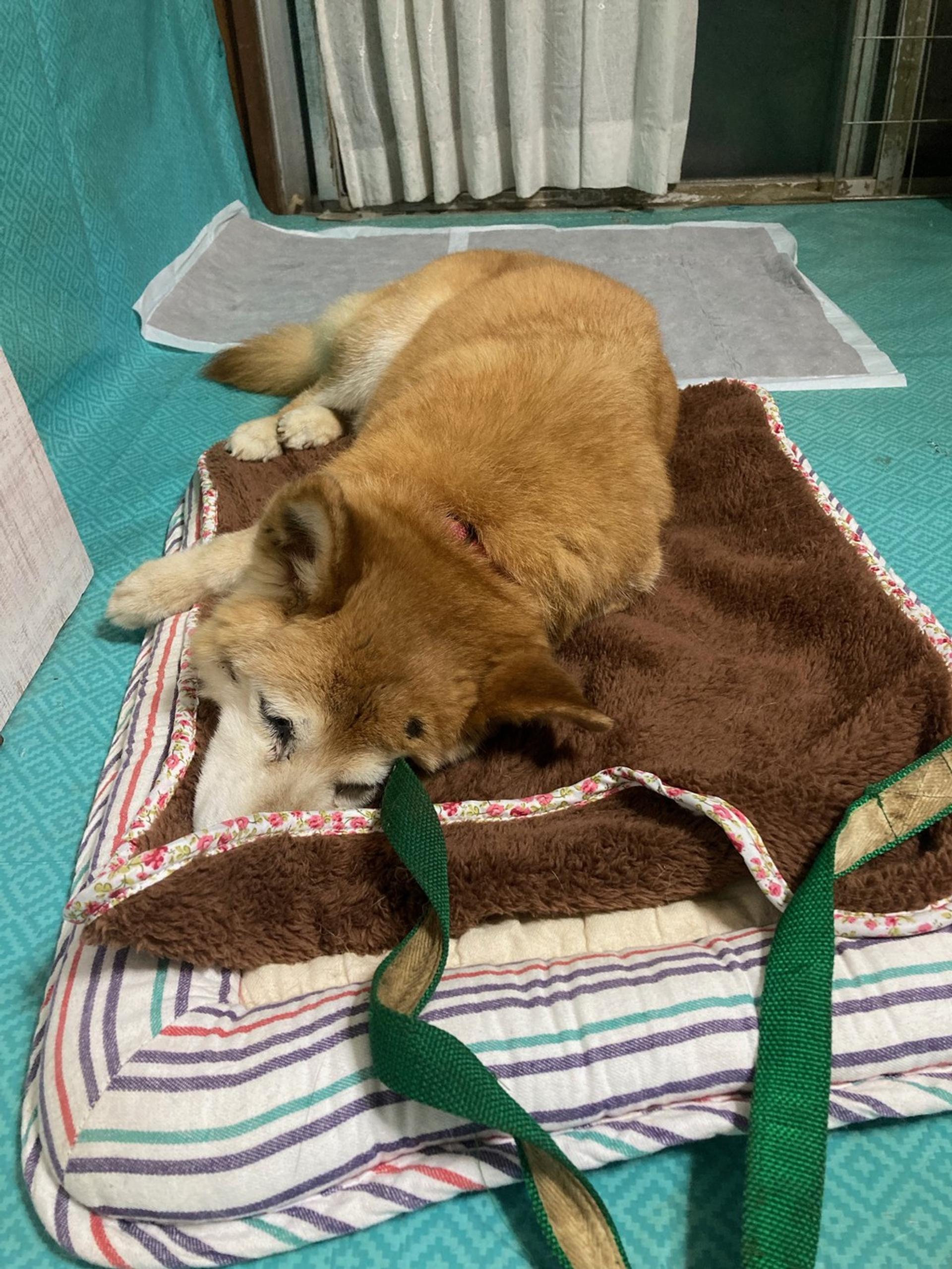 pet-image-9