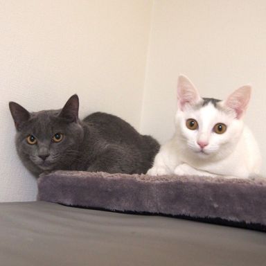 雑種（ミックス猫）・メスの里親募集の写真