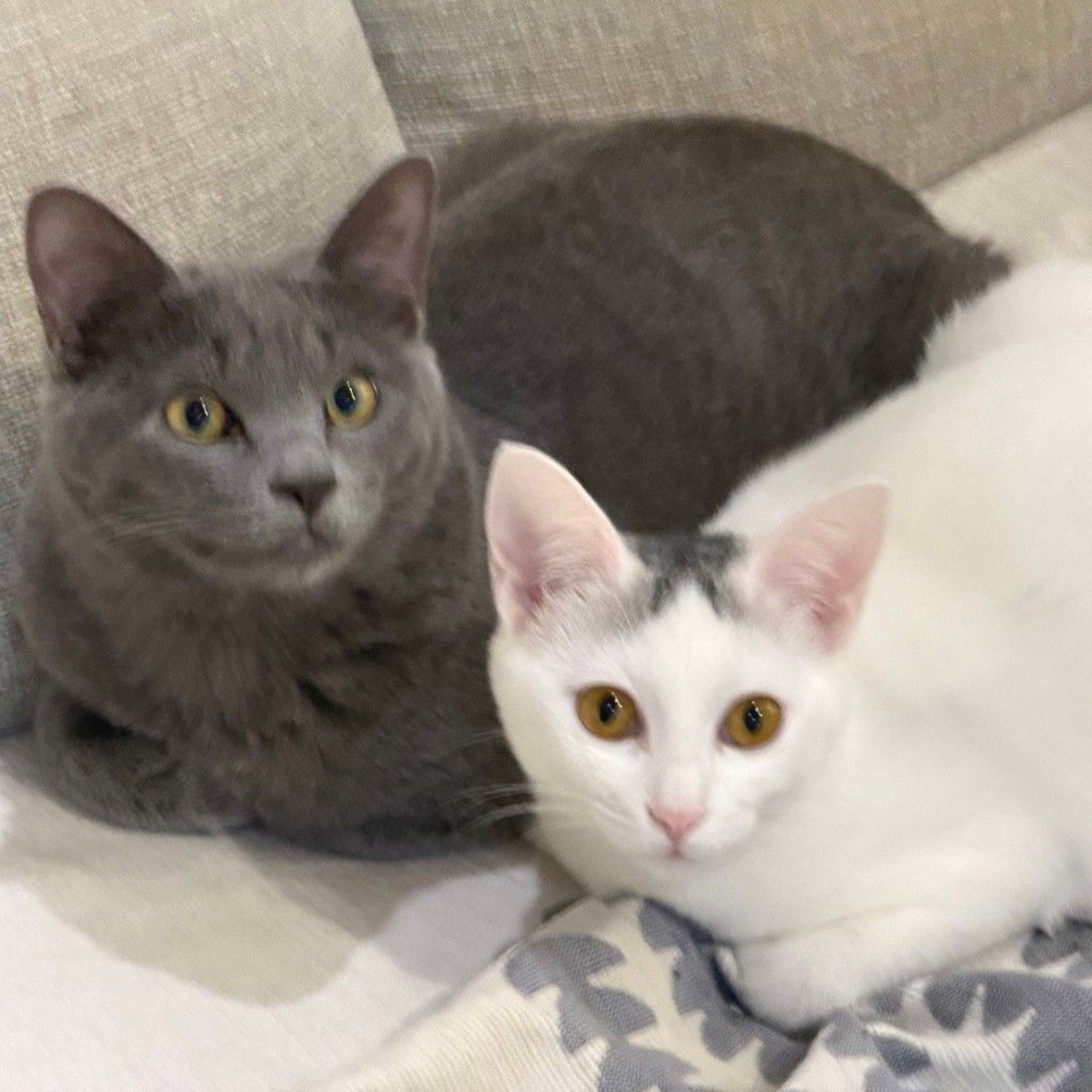 雑種（ミックス猫）・メスの里親募集の写真