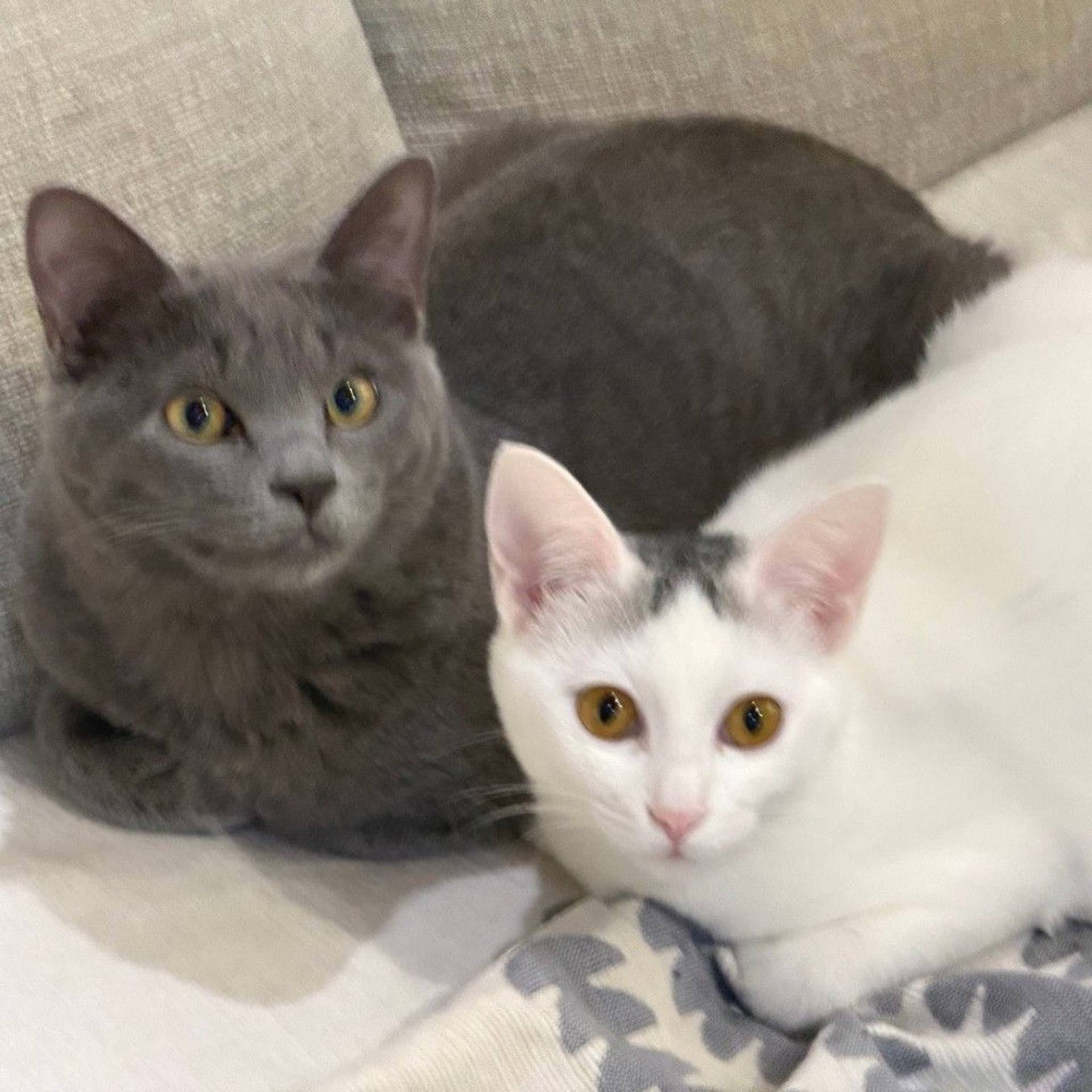 雑種（ミックス猫）・メスの里親募集の写真