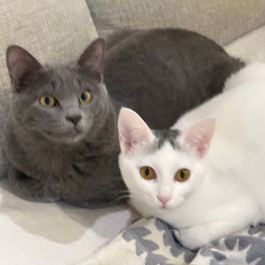 ろっきー&りぼんの写真