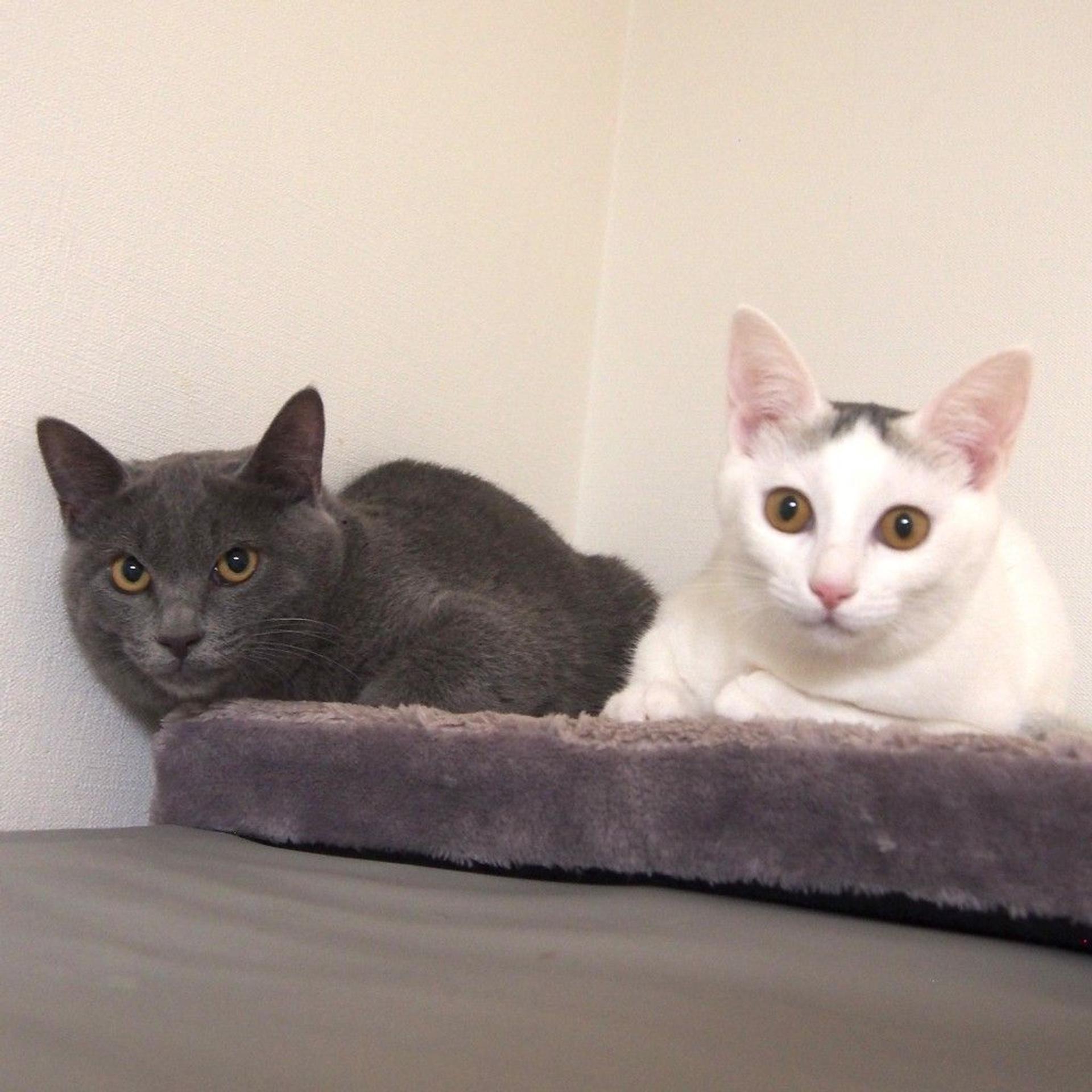 pet-image-2