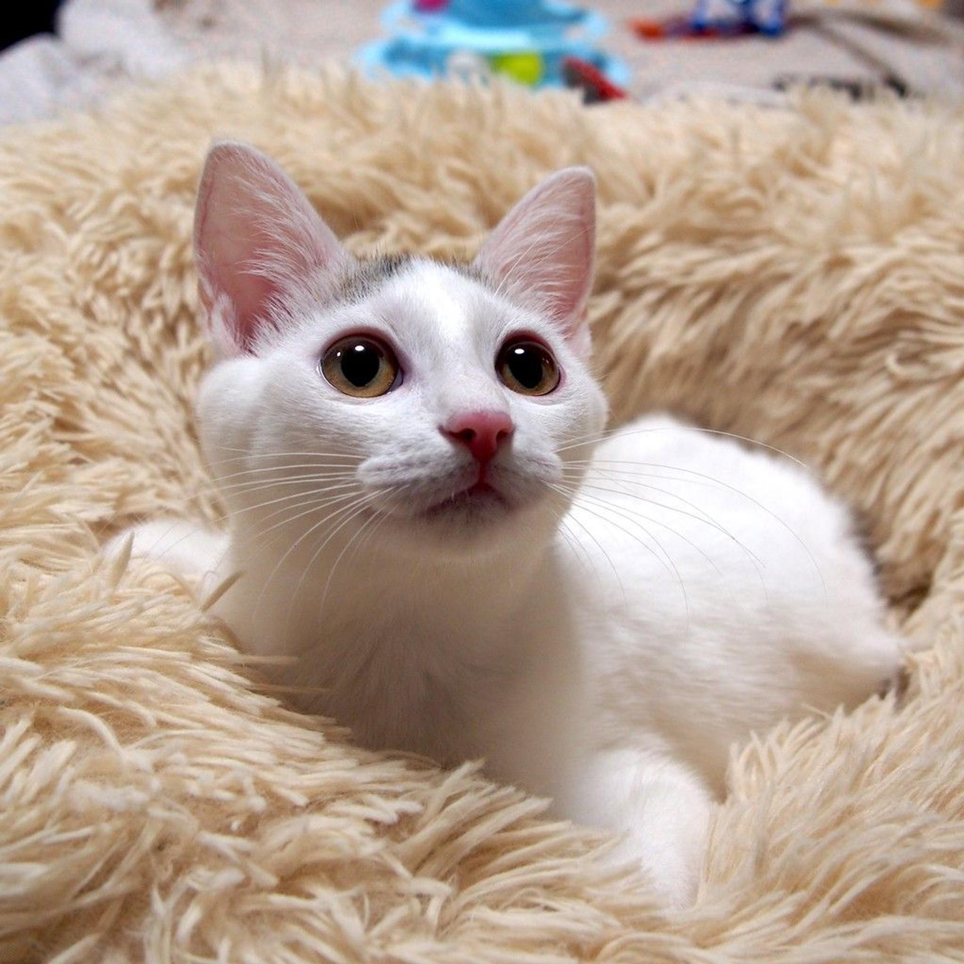 pet-image-4