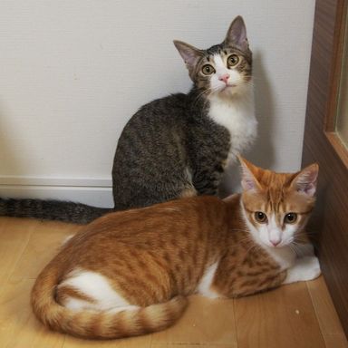 雑種（ミックス猫）・メスの里親募集の写真