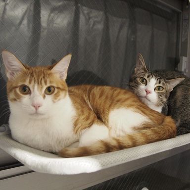 雑種（ミックス猫）・メスの里親募集の写真