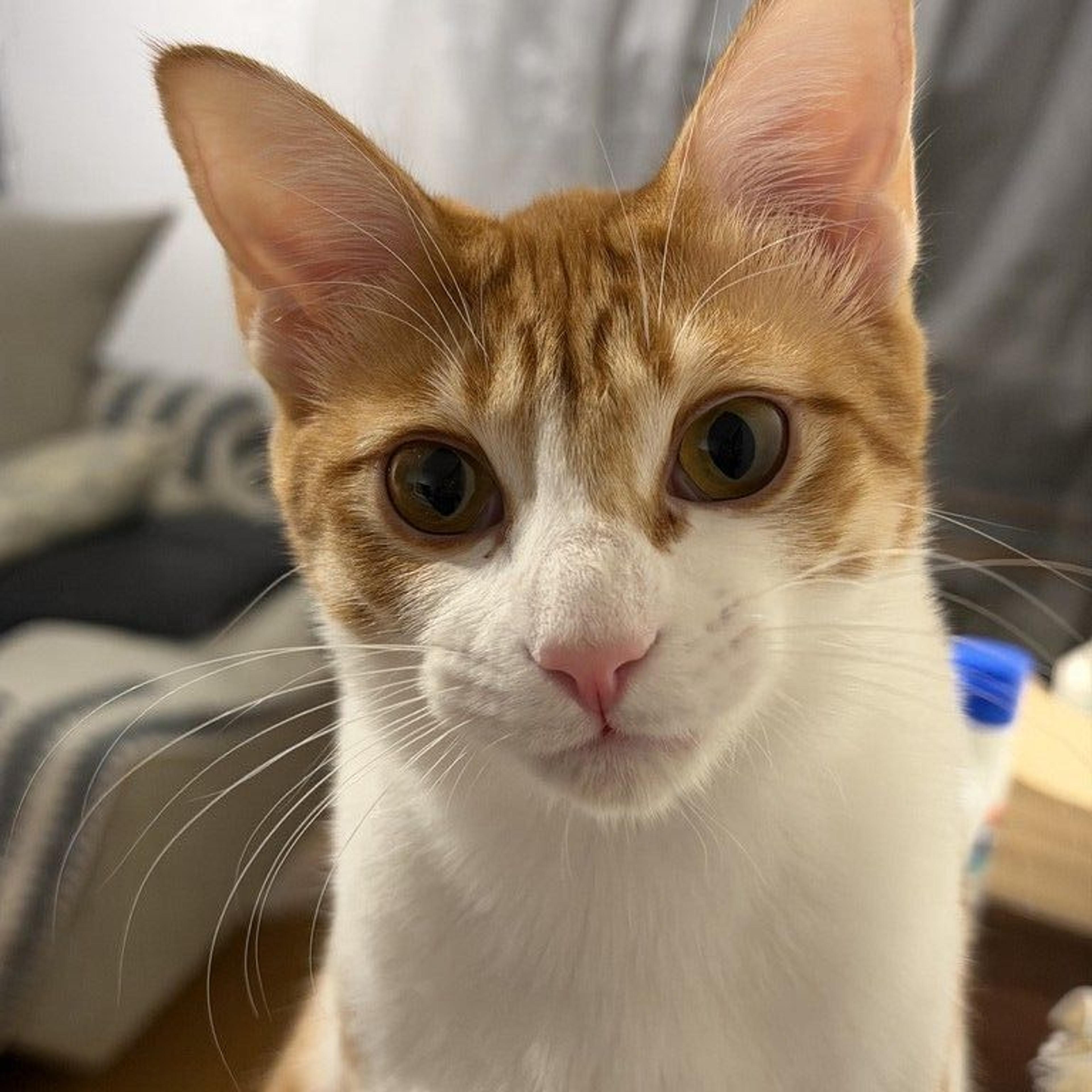 pet-image-3
