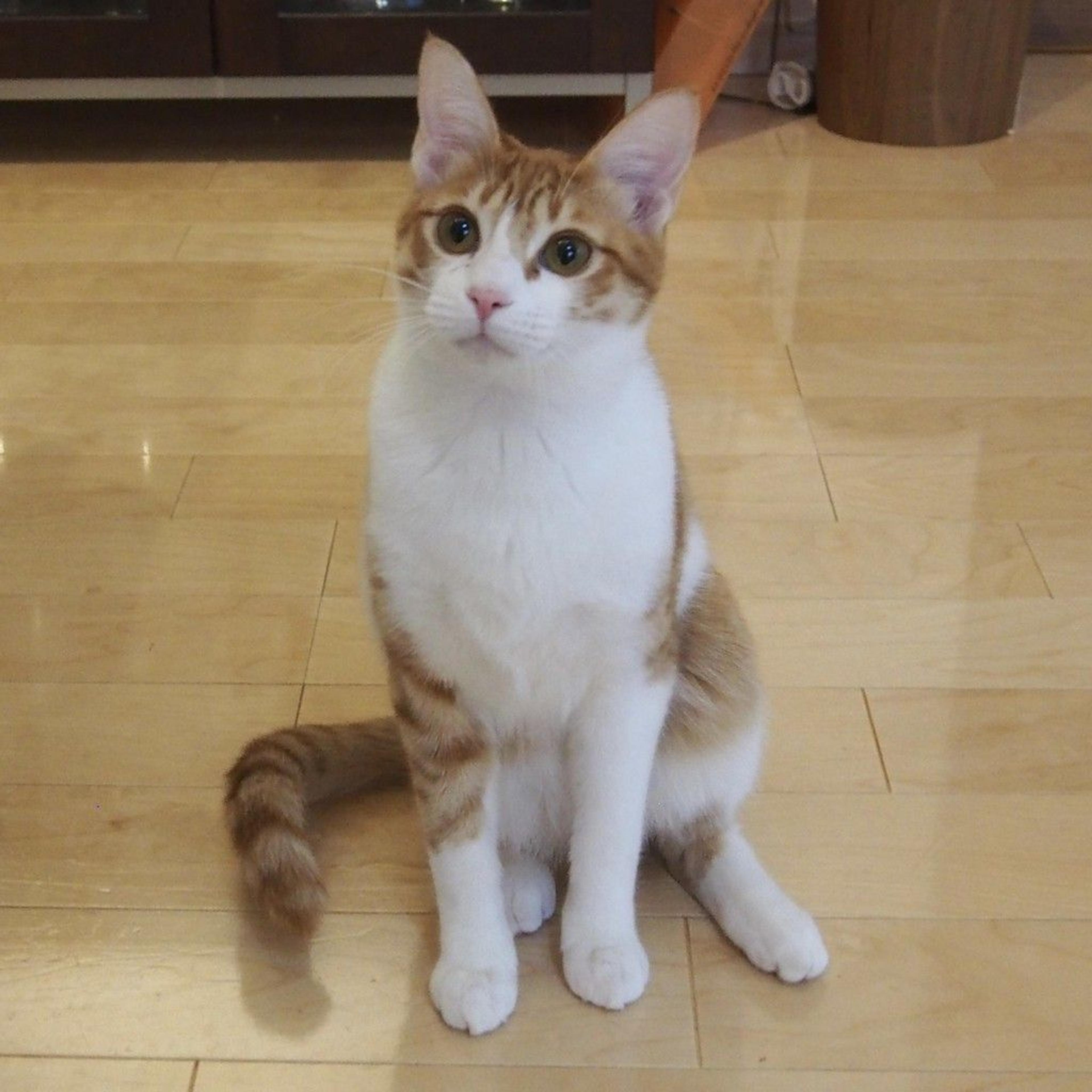 pet-image-4