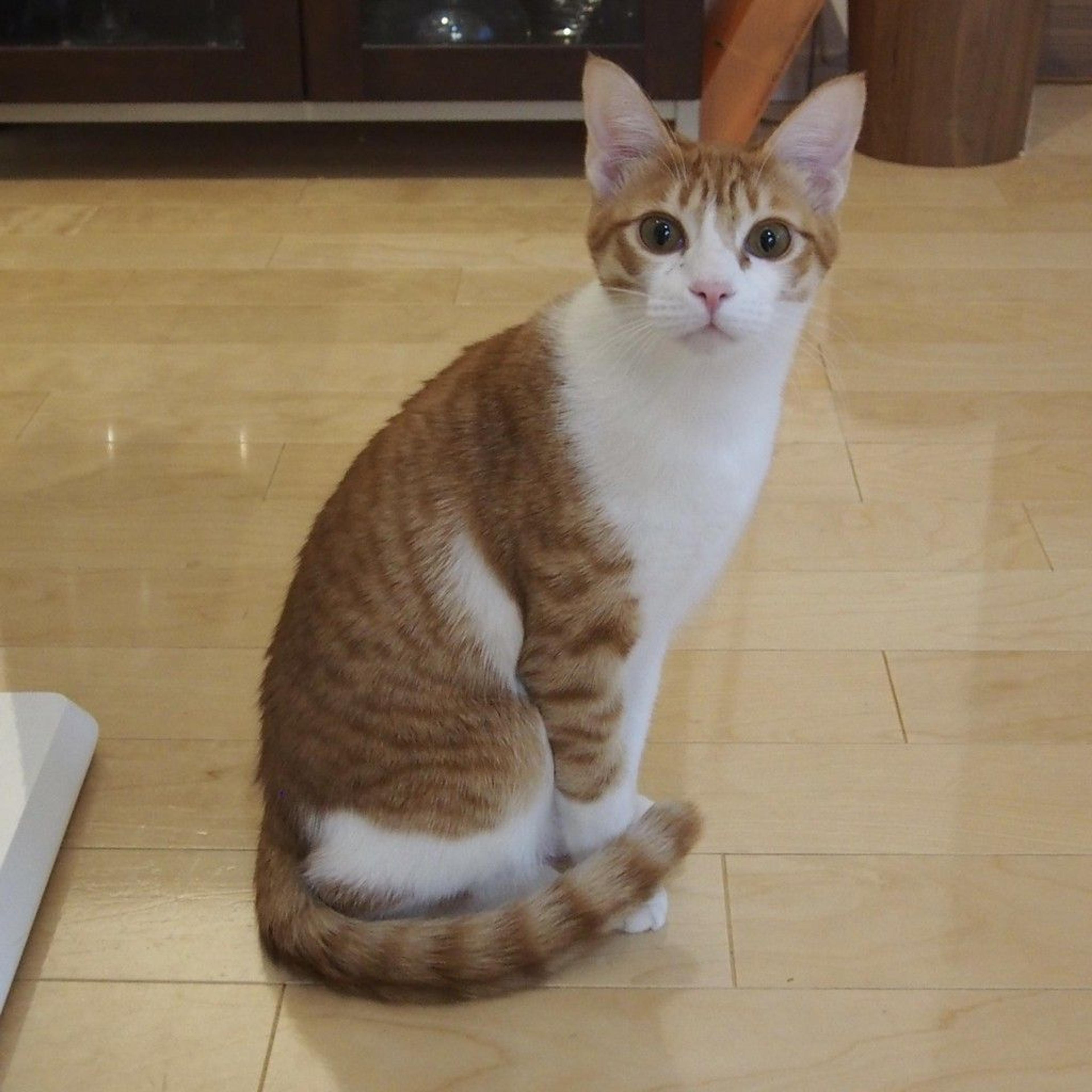 pet-image-5