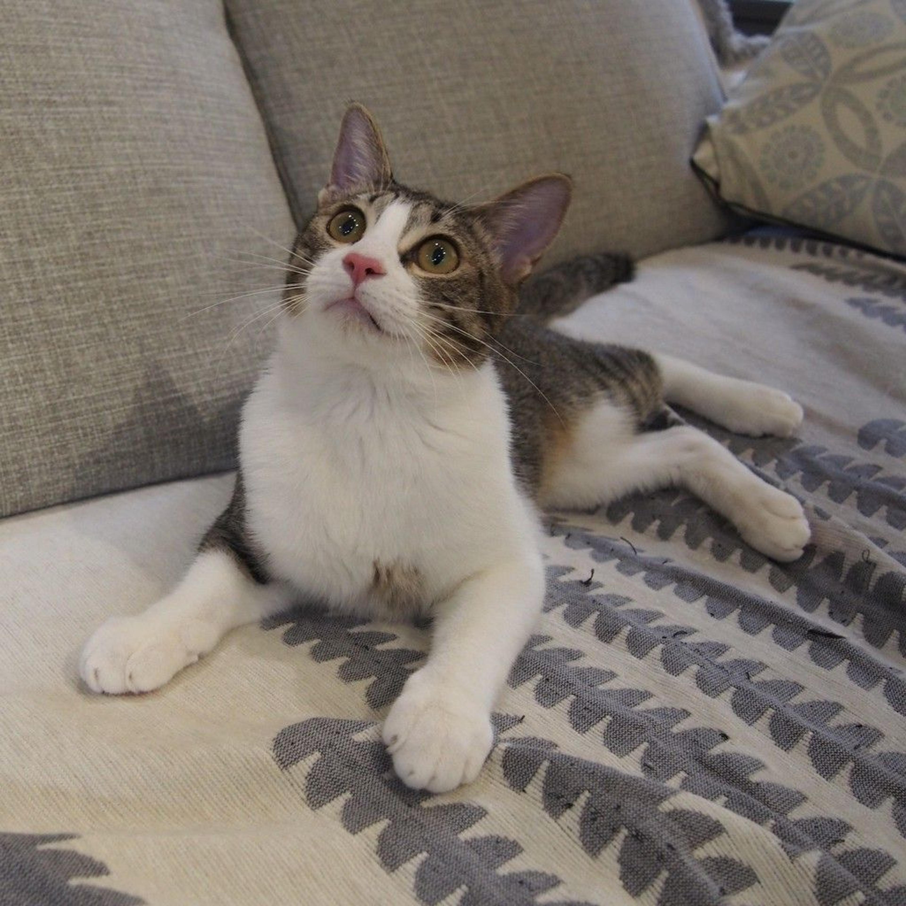 pet-image-6