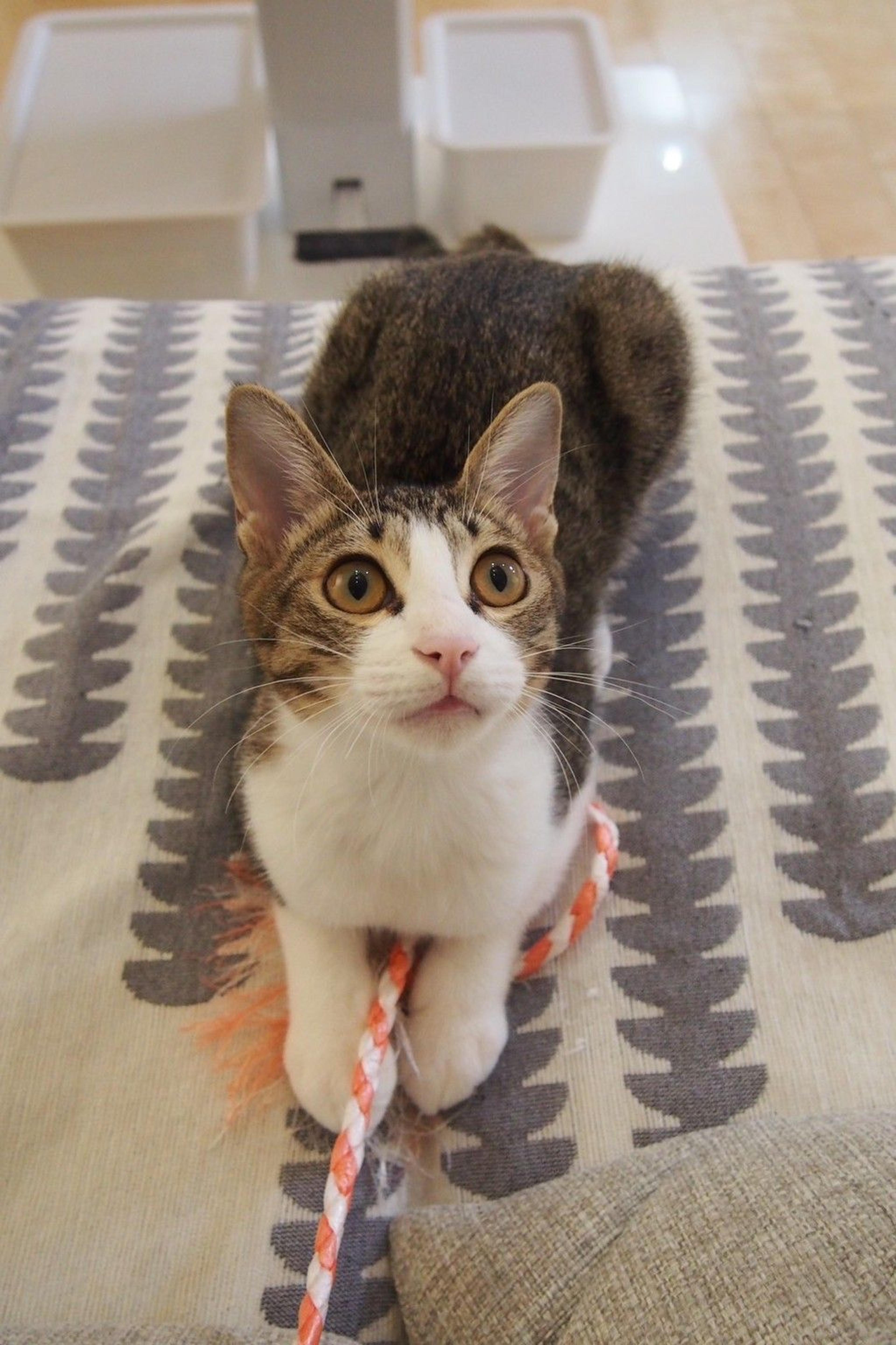 pet-image-7