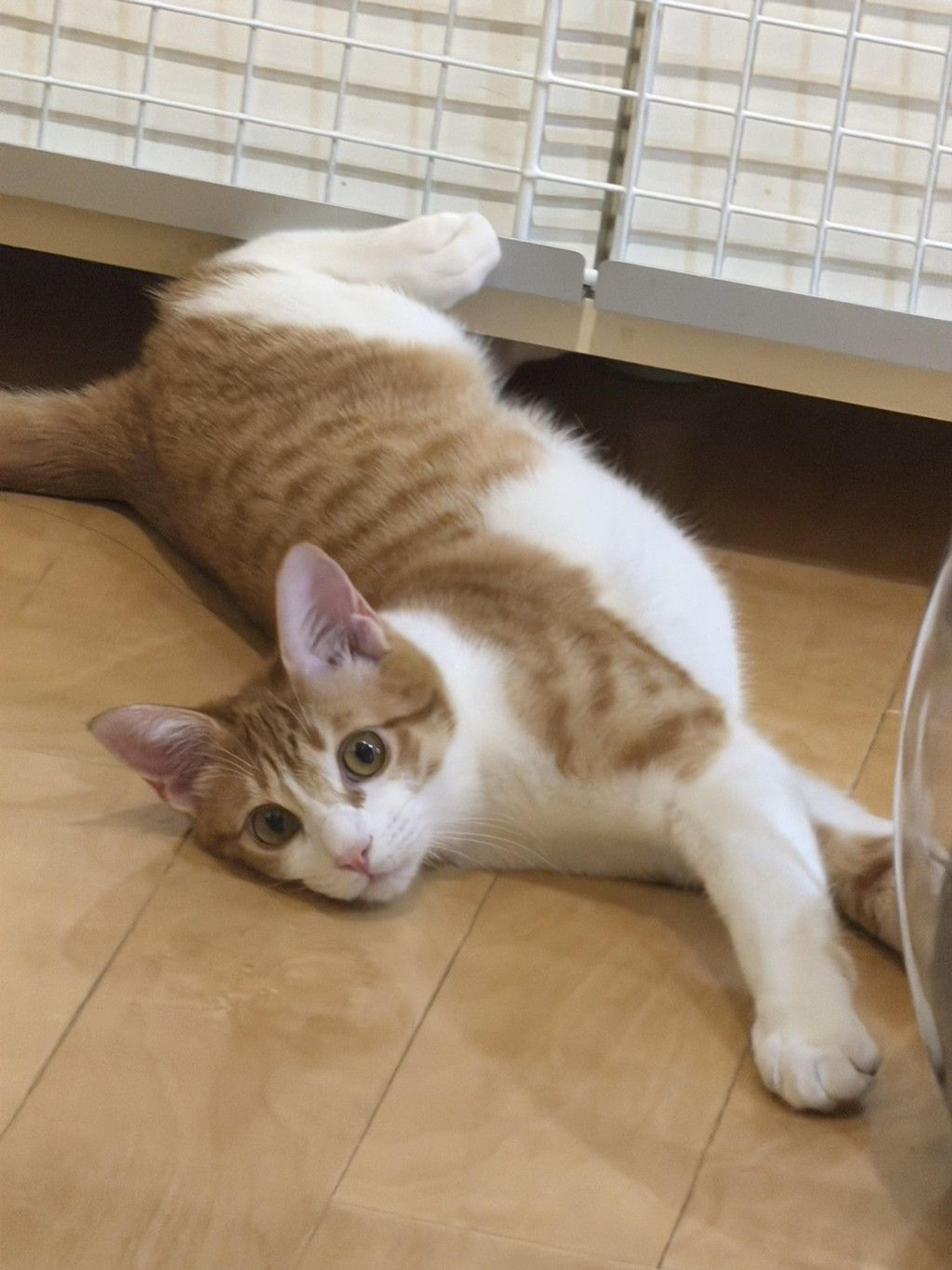 pet-image-8
