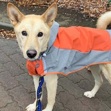 雑種（ミックス犬）・オスの里親募集の写真