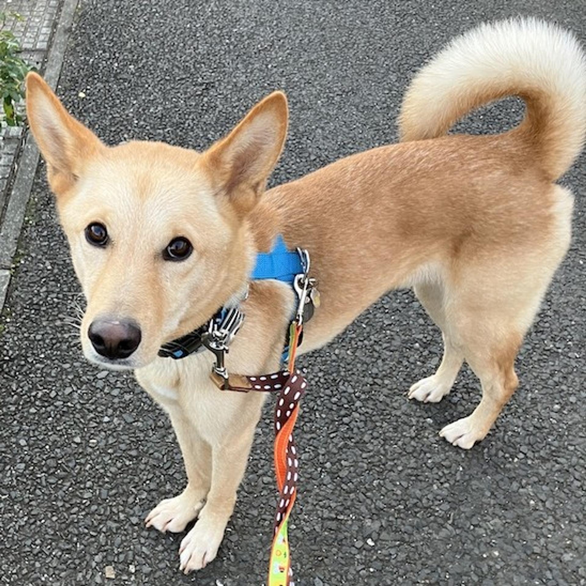 pet-image-3