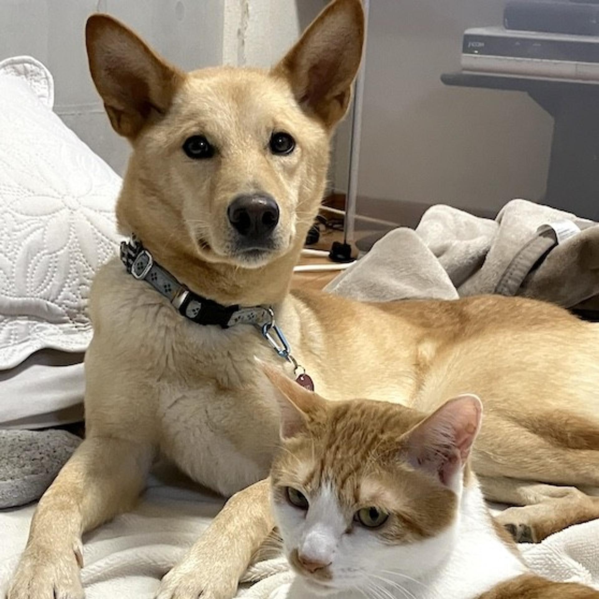 pet-image-4