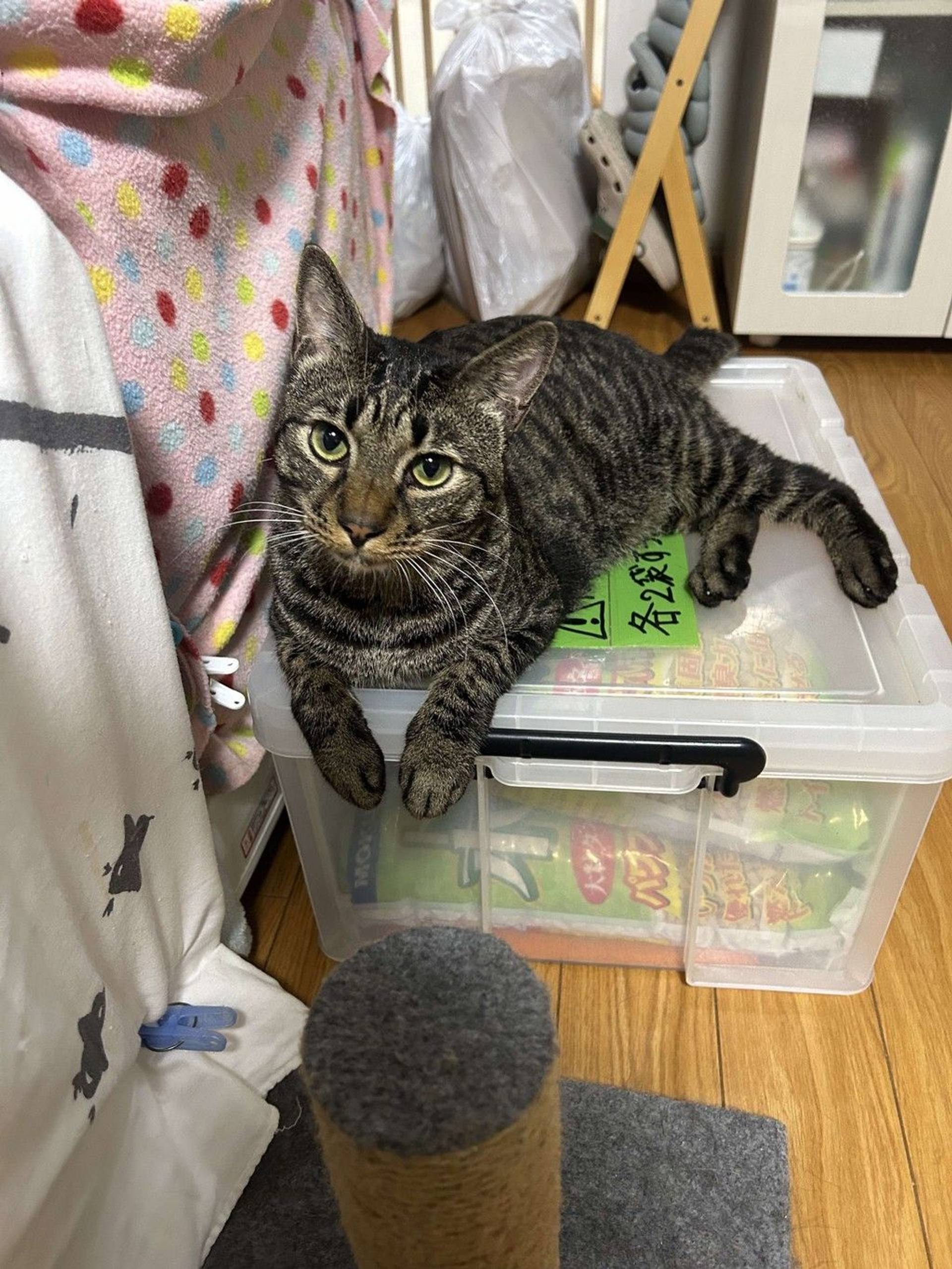 雑種（ミックス猫）・オスの里親募集の写真
