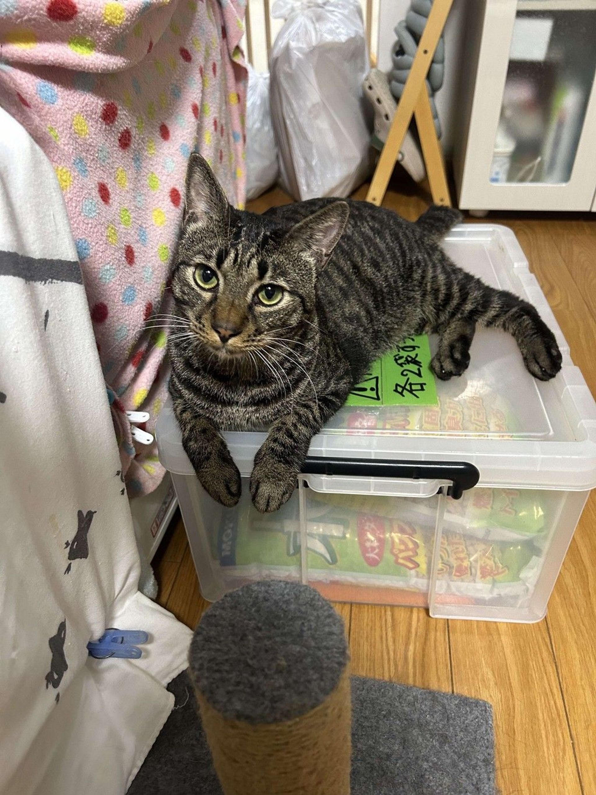 雑種（ミックス猫）・オスの里親募集の写真