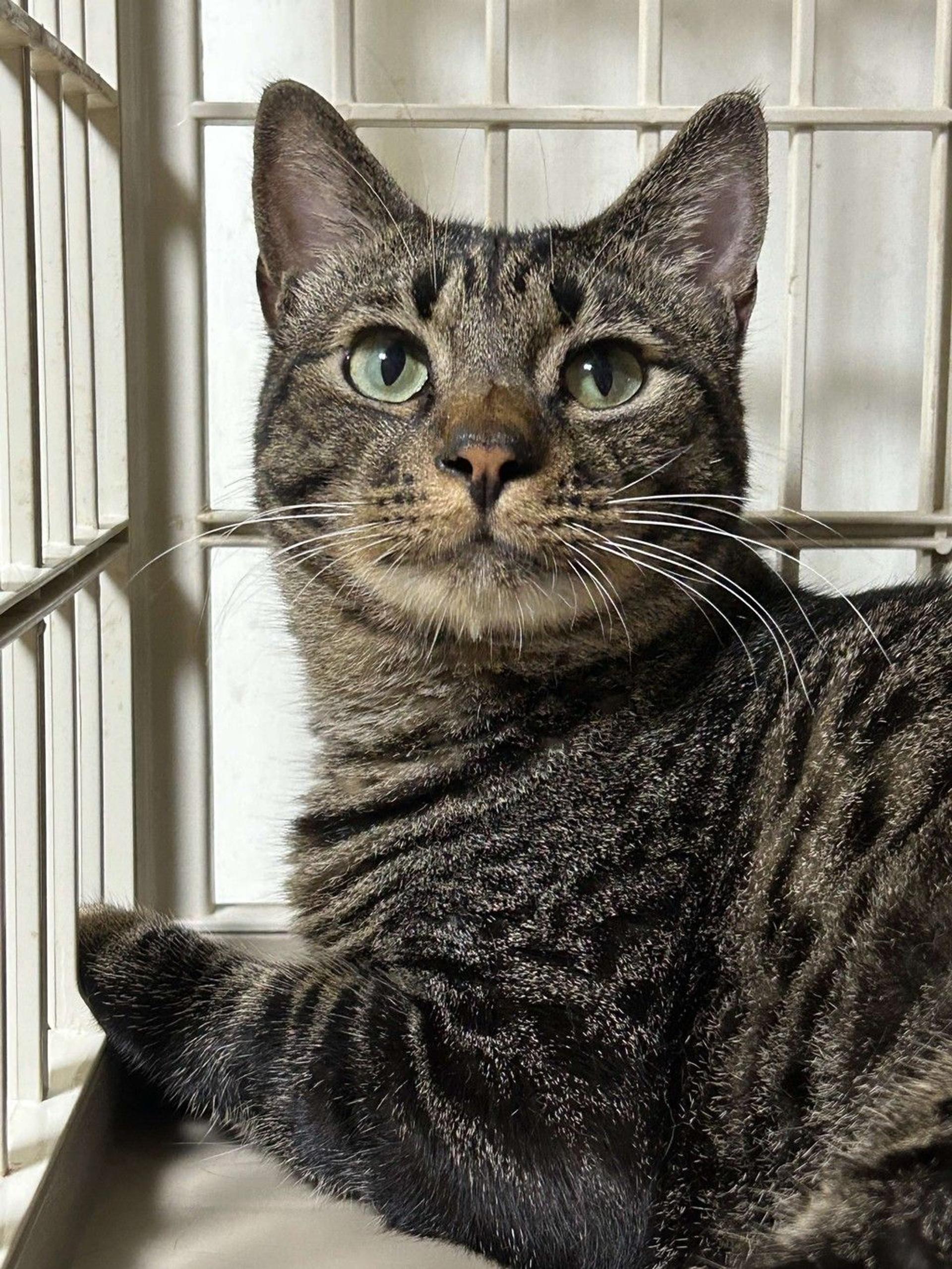 pet-image-7