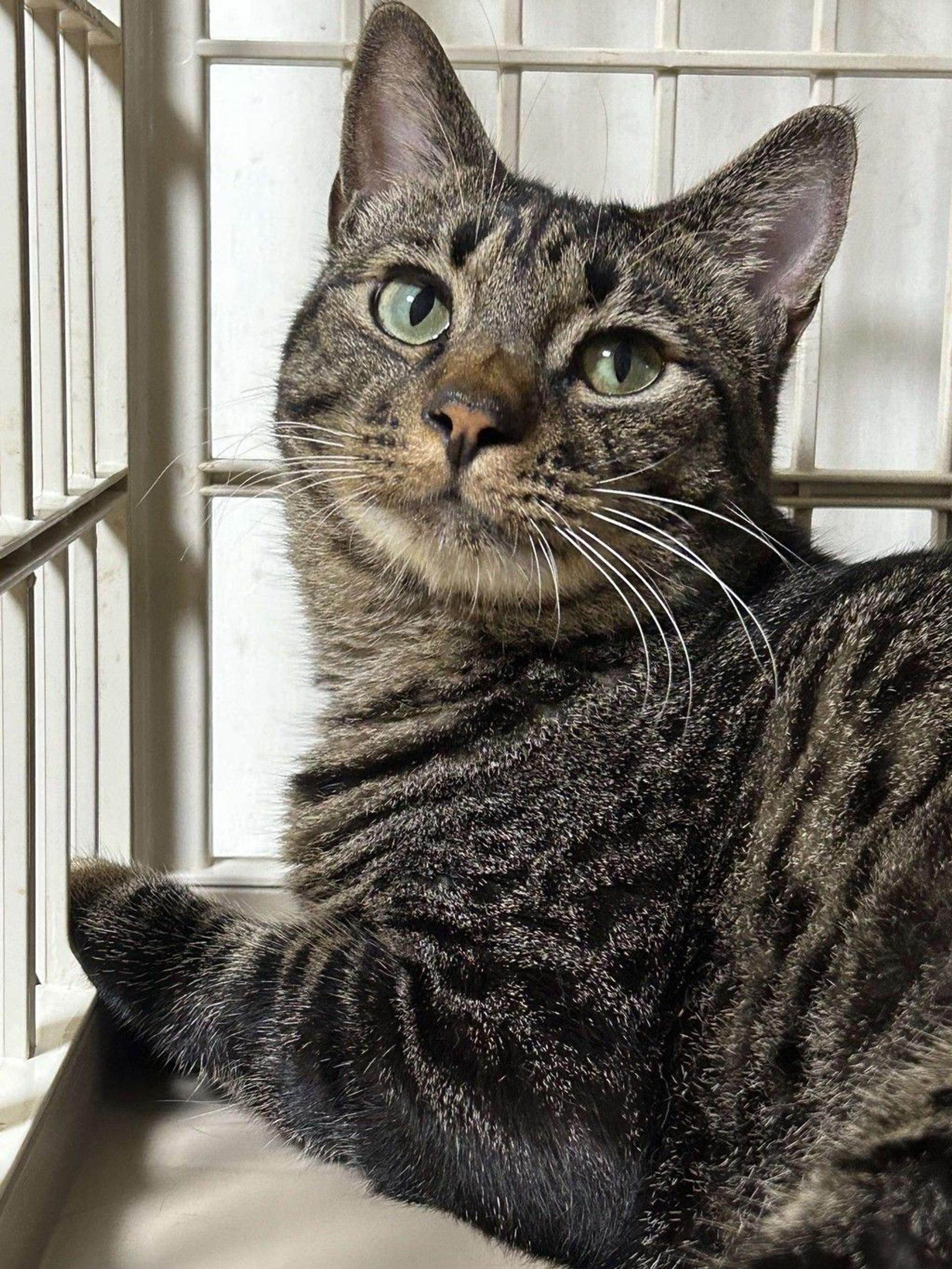pet-image-8