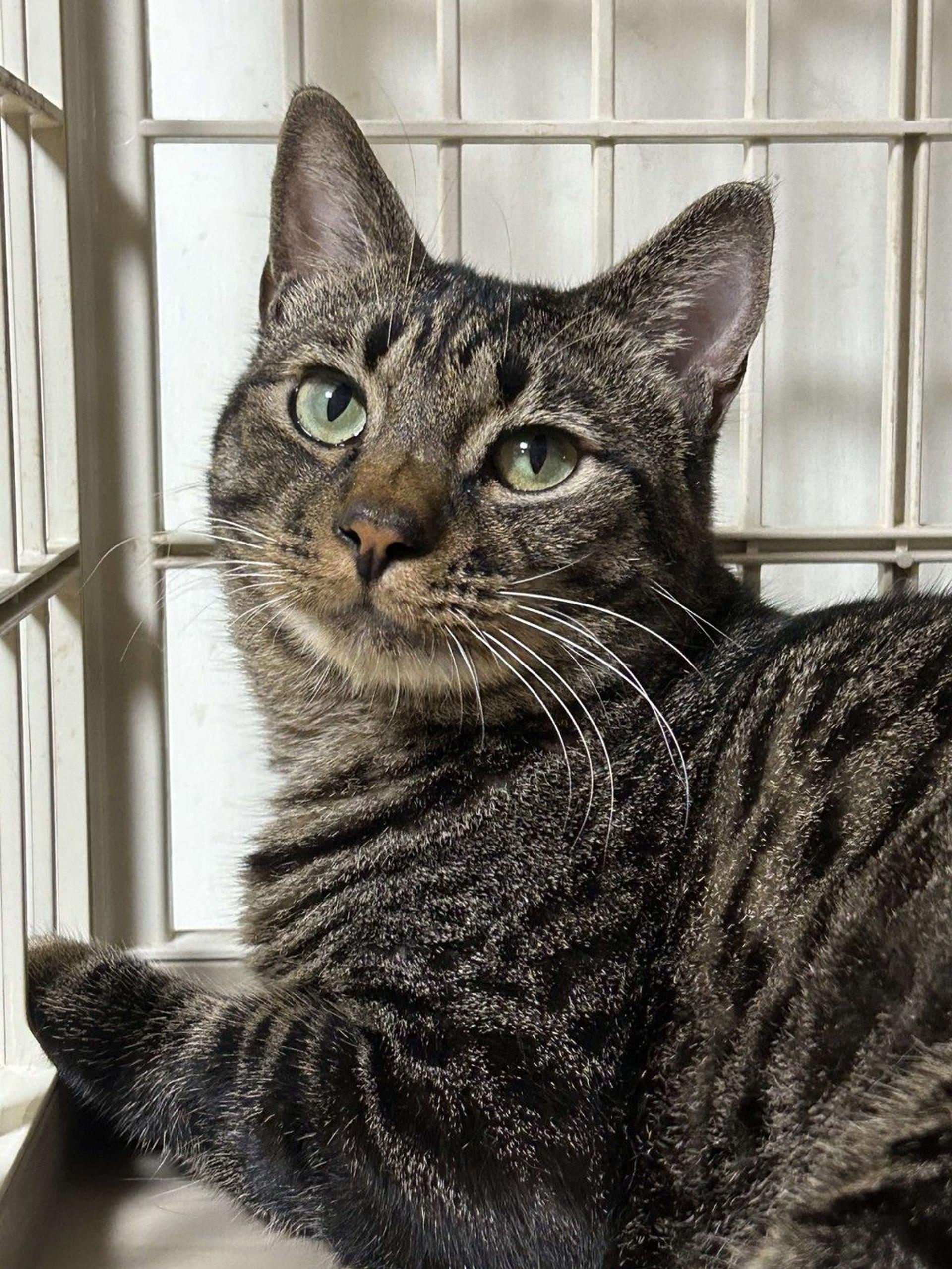 pet-image-9