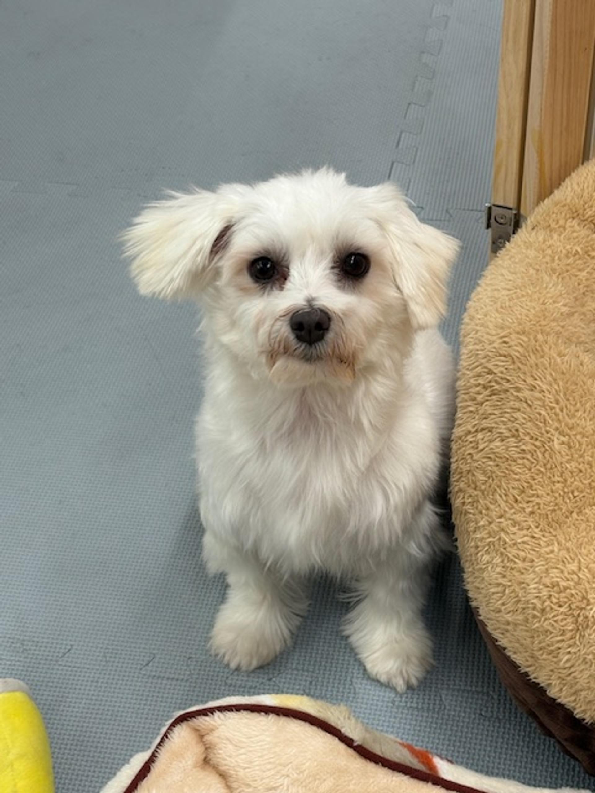 pet-image-3