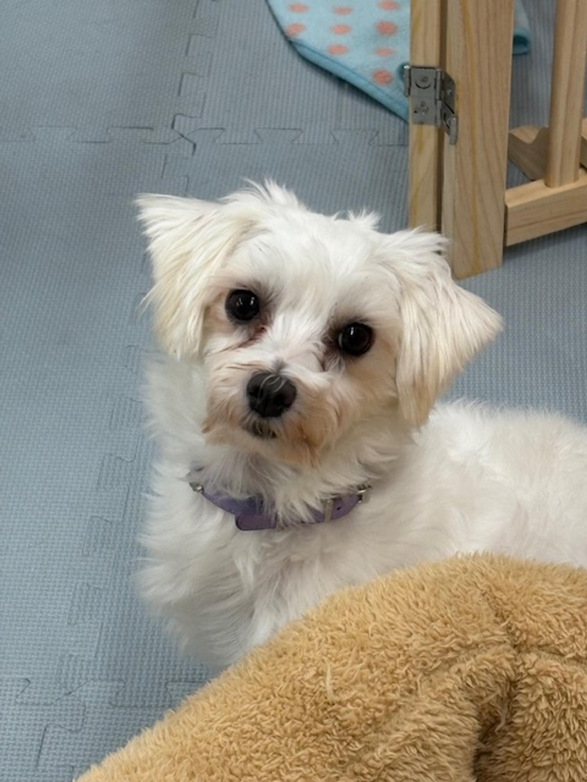 pet-image-5