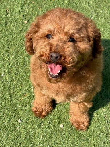 トイプードル・オスの里親募集の写真