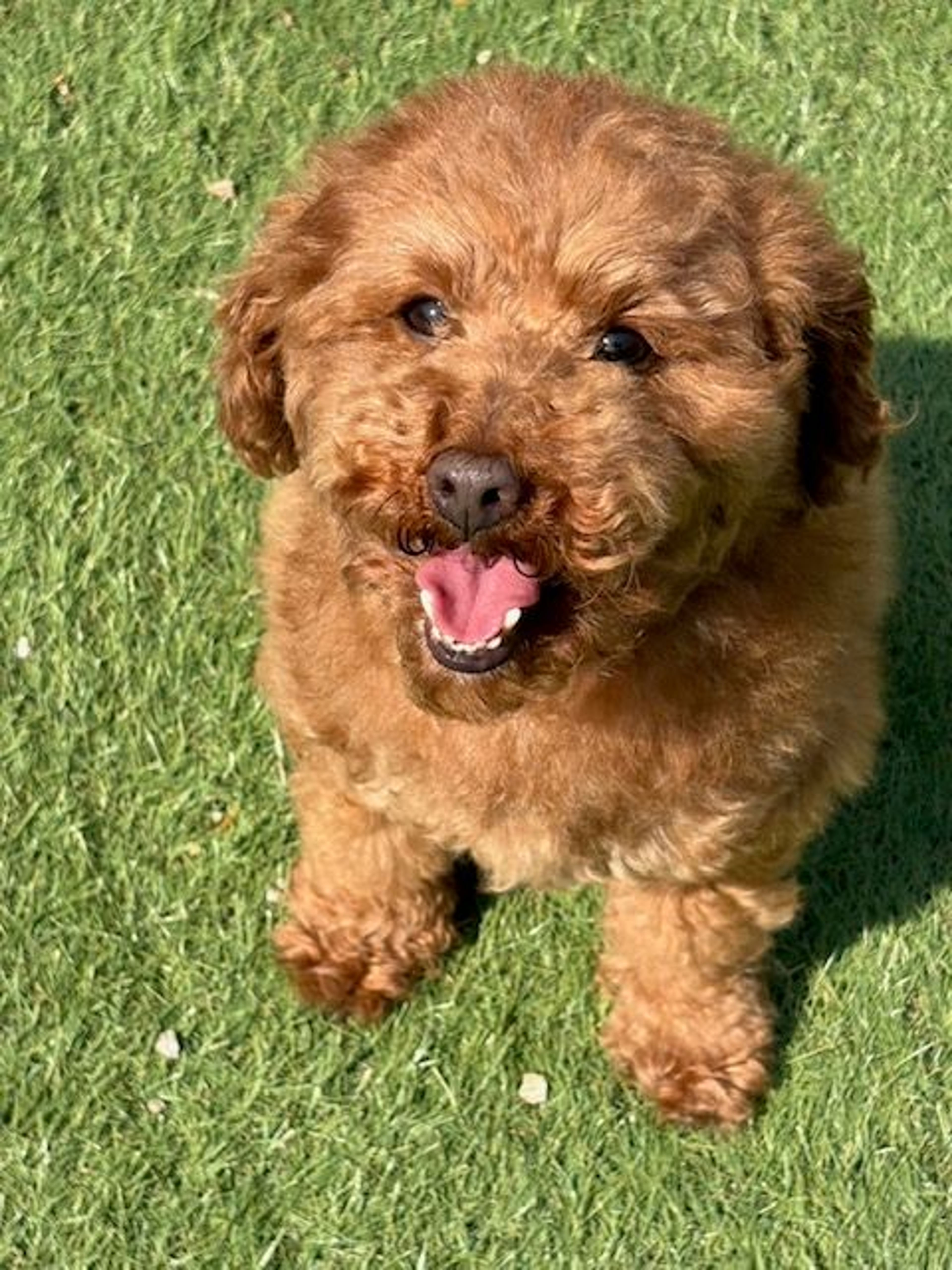 トイプードル・オスの里親募集の写真