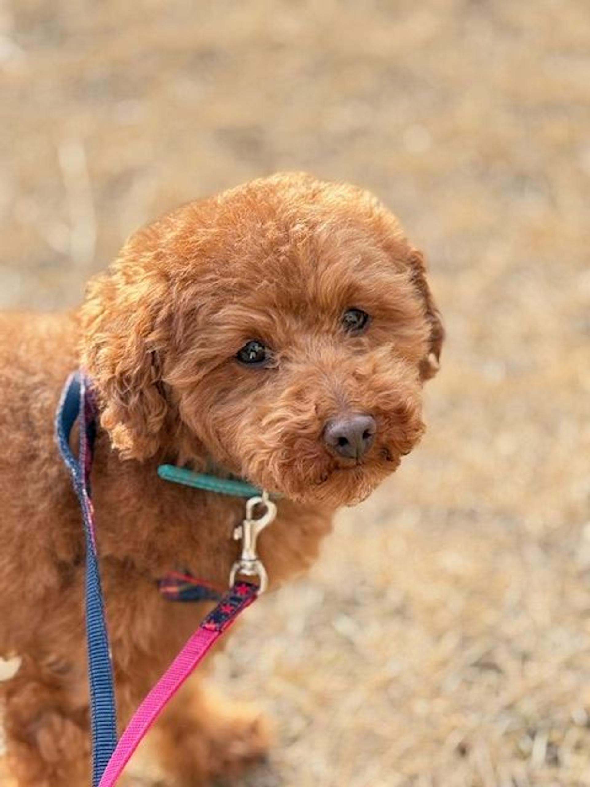 pet-image-8