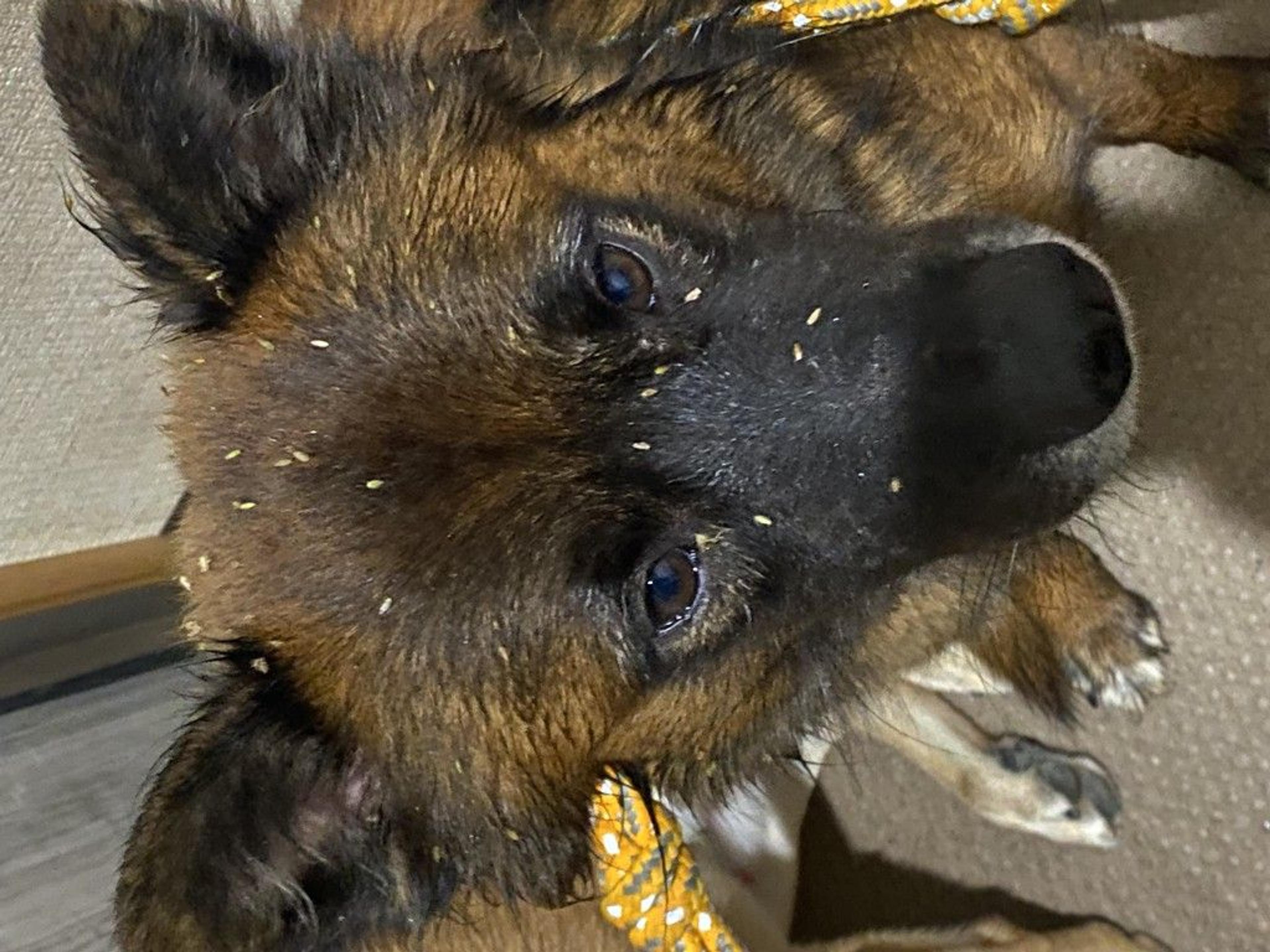 pet-image-2
