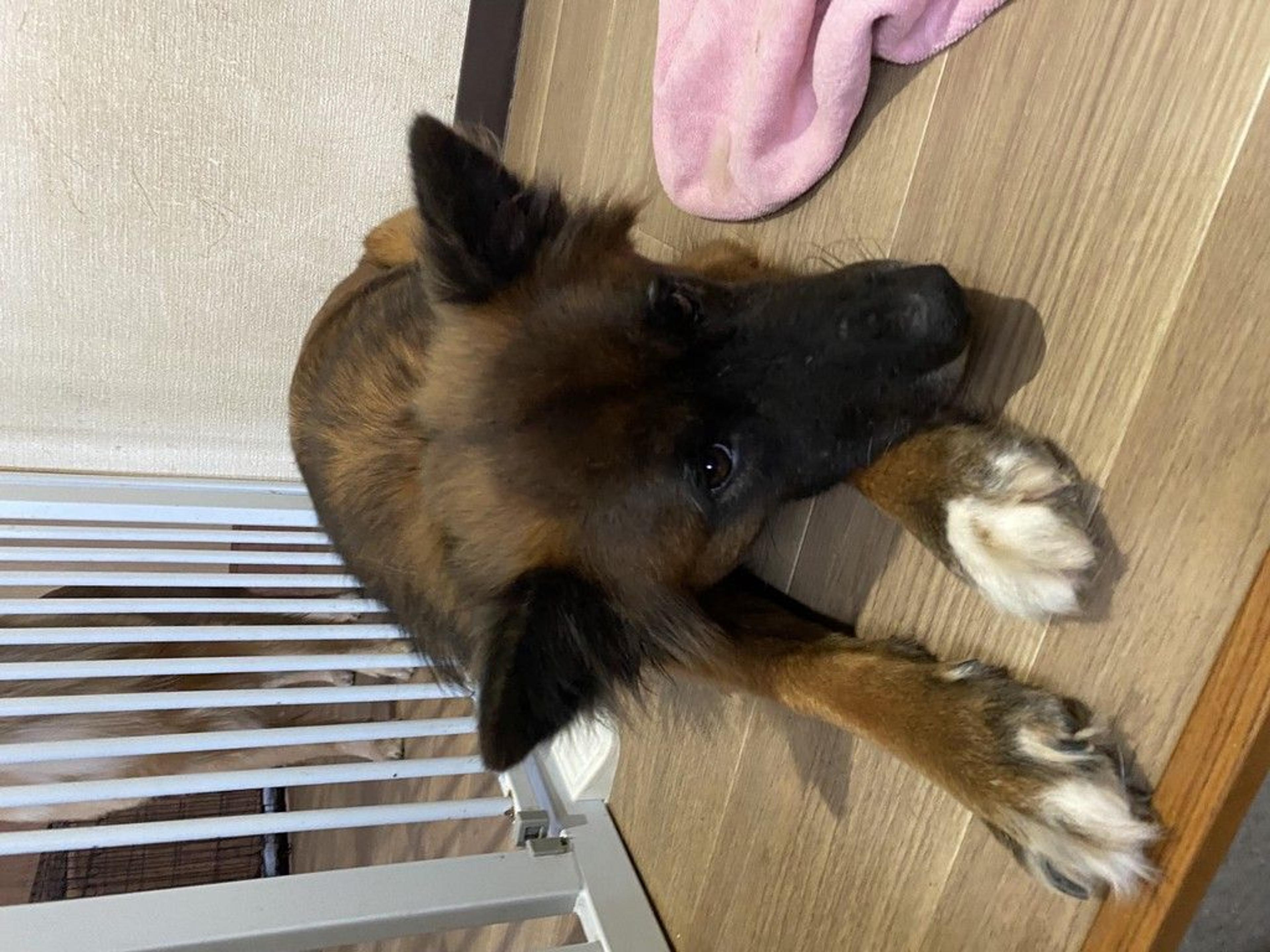 pet-image-3