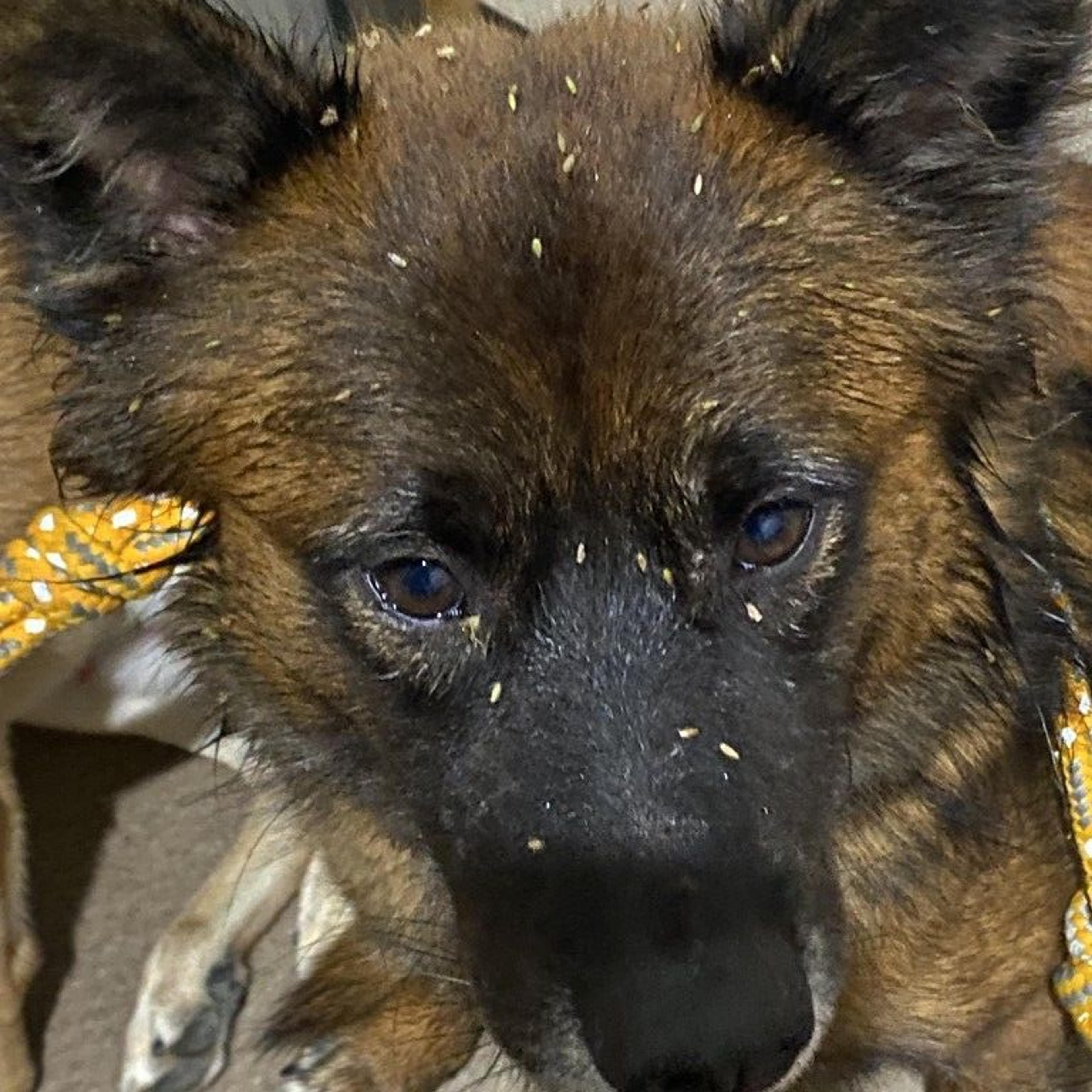 pet-image-3