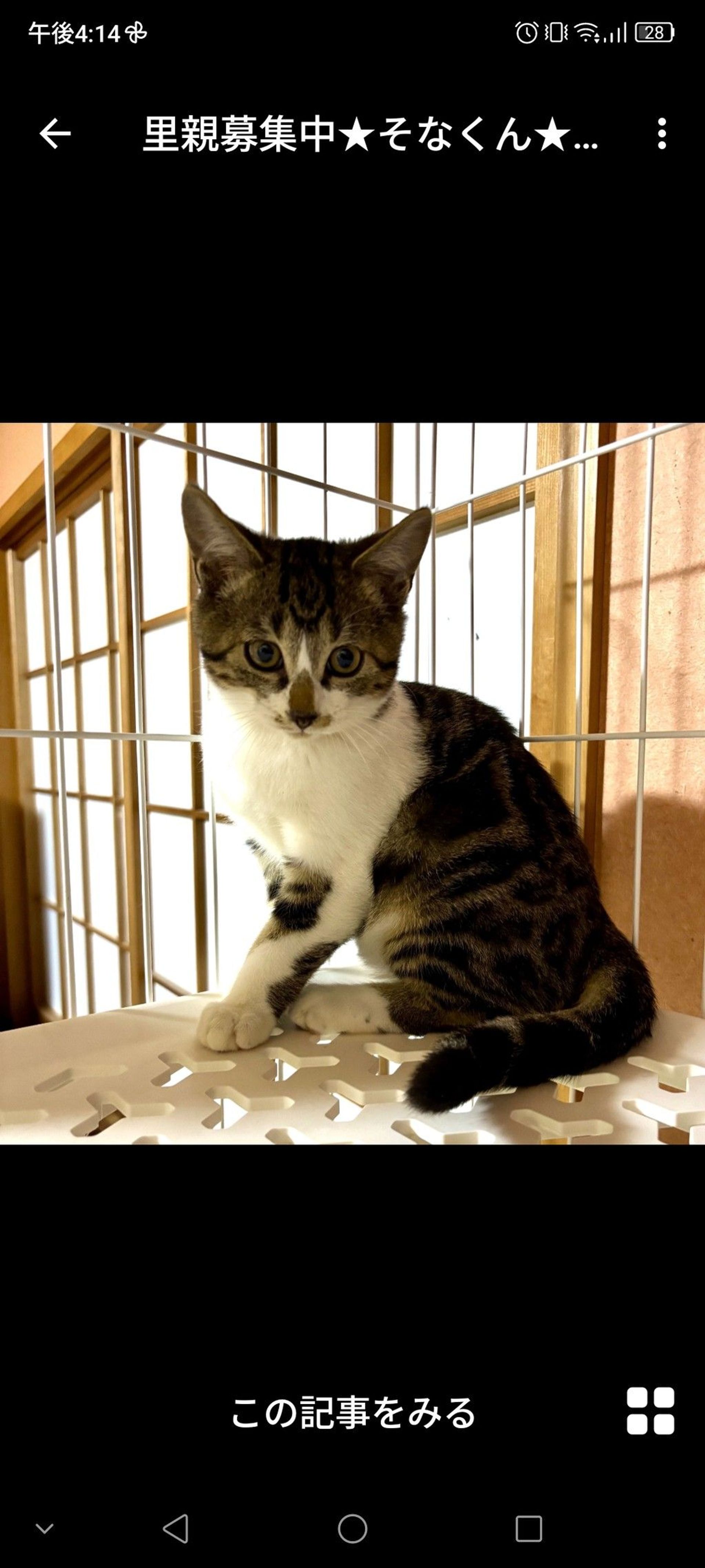 雑種（ミックス猫）・オスの里親募集の写真