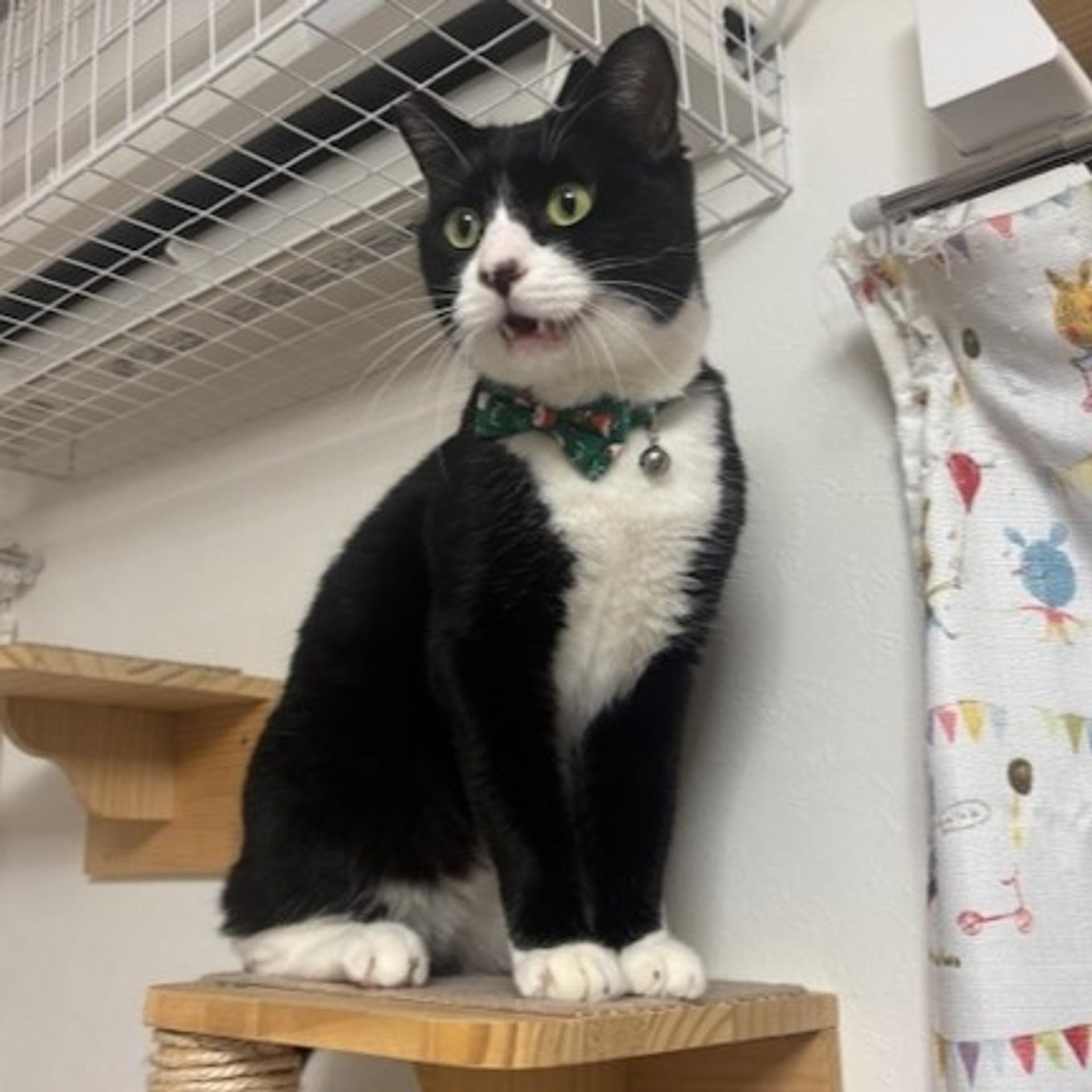 pet-image-3