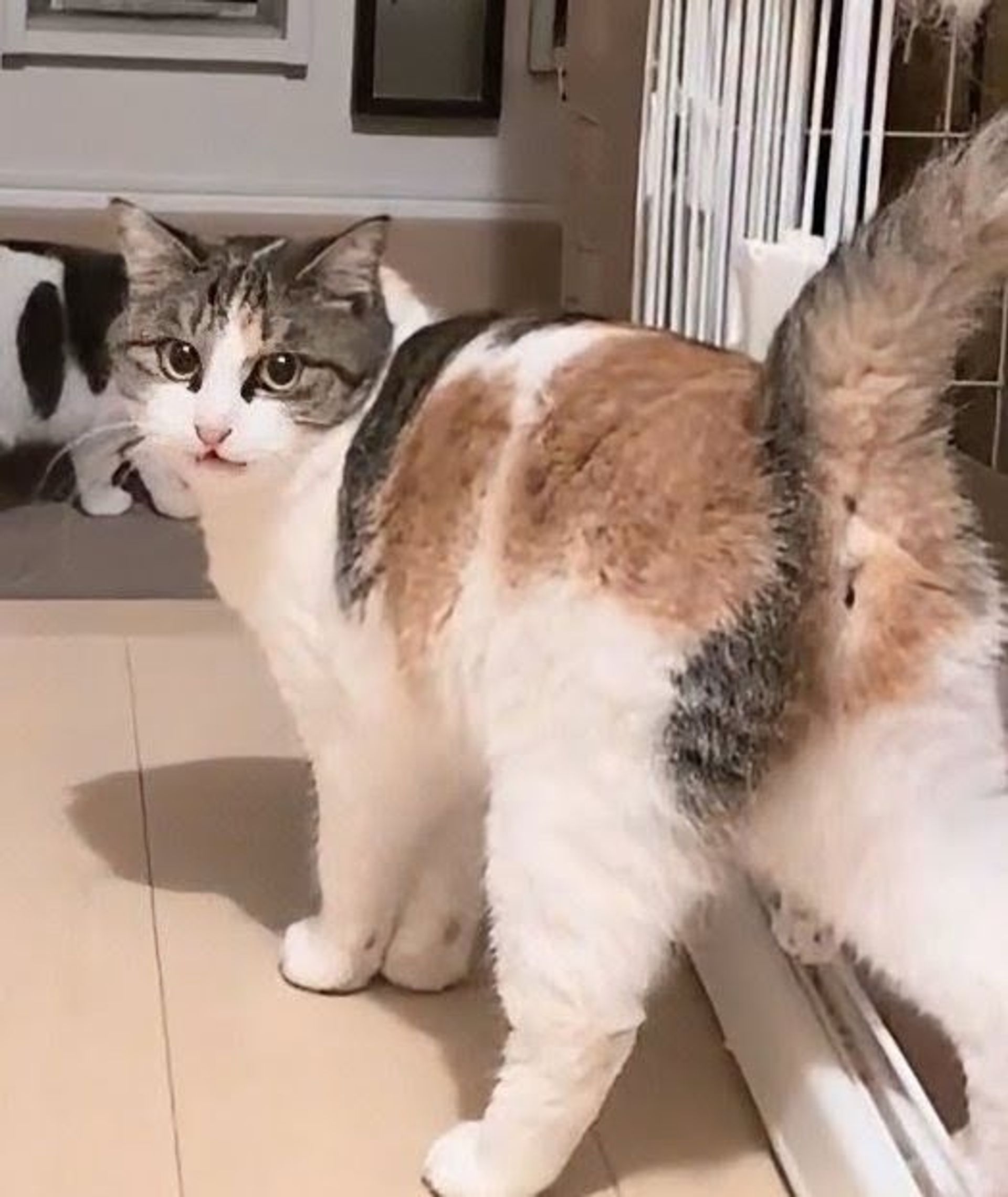 雑種（ミックス猫）・メスの里親募集の写真