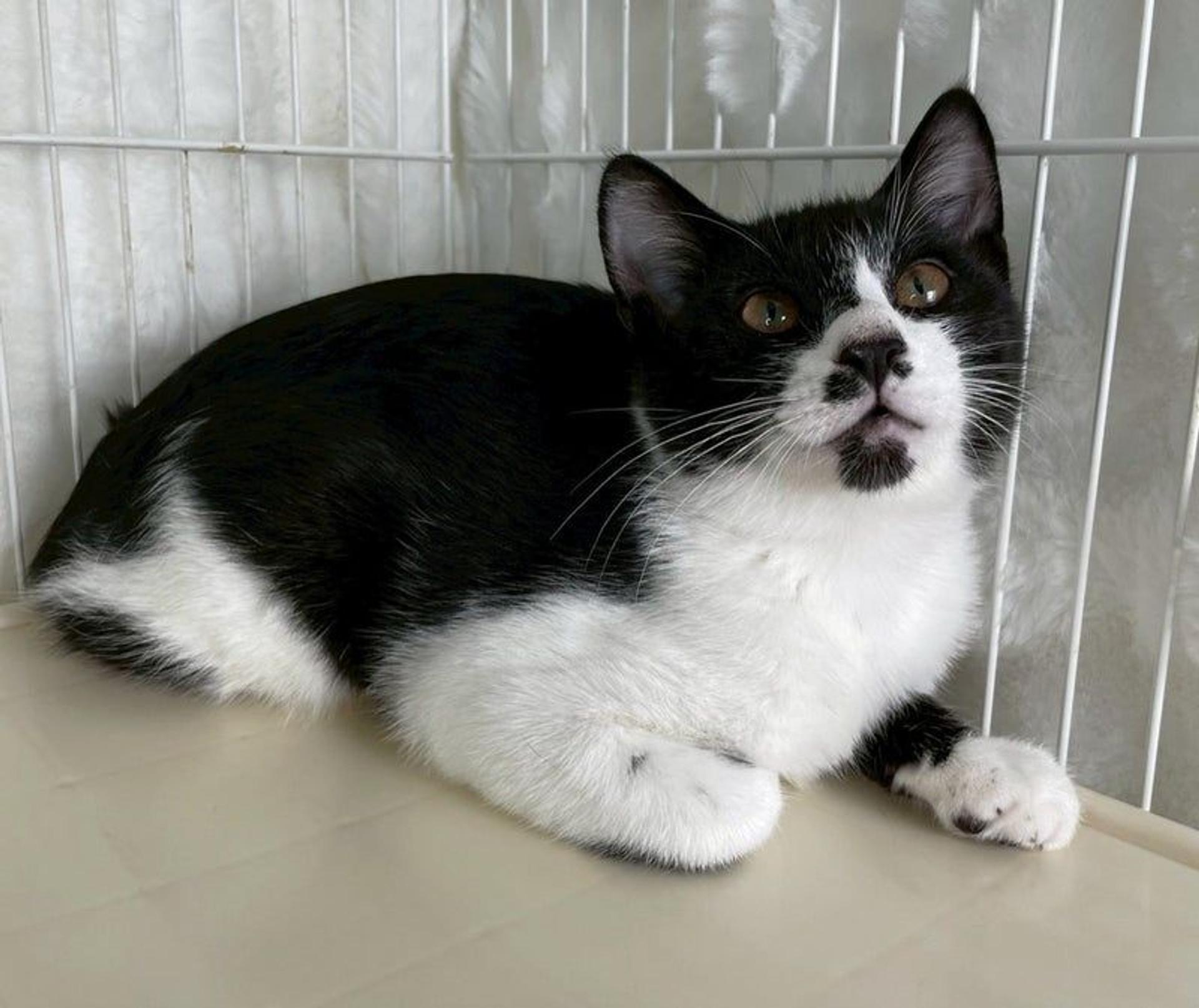pet-image-2