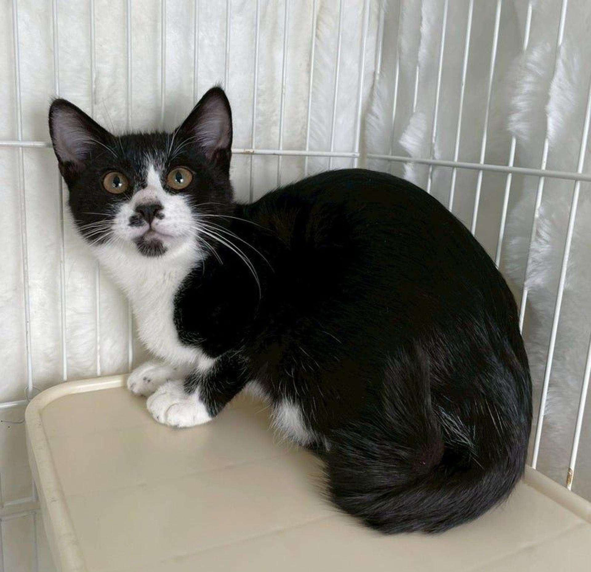 pet-image-3