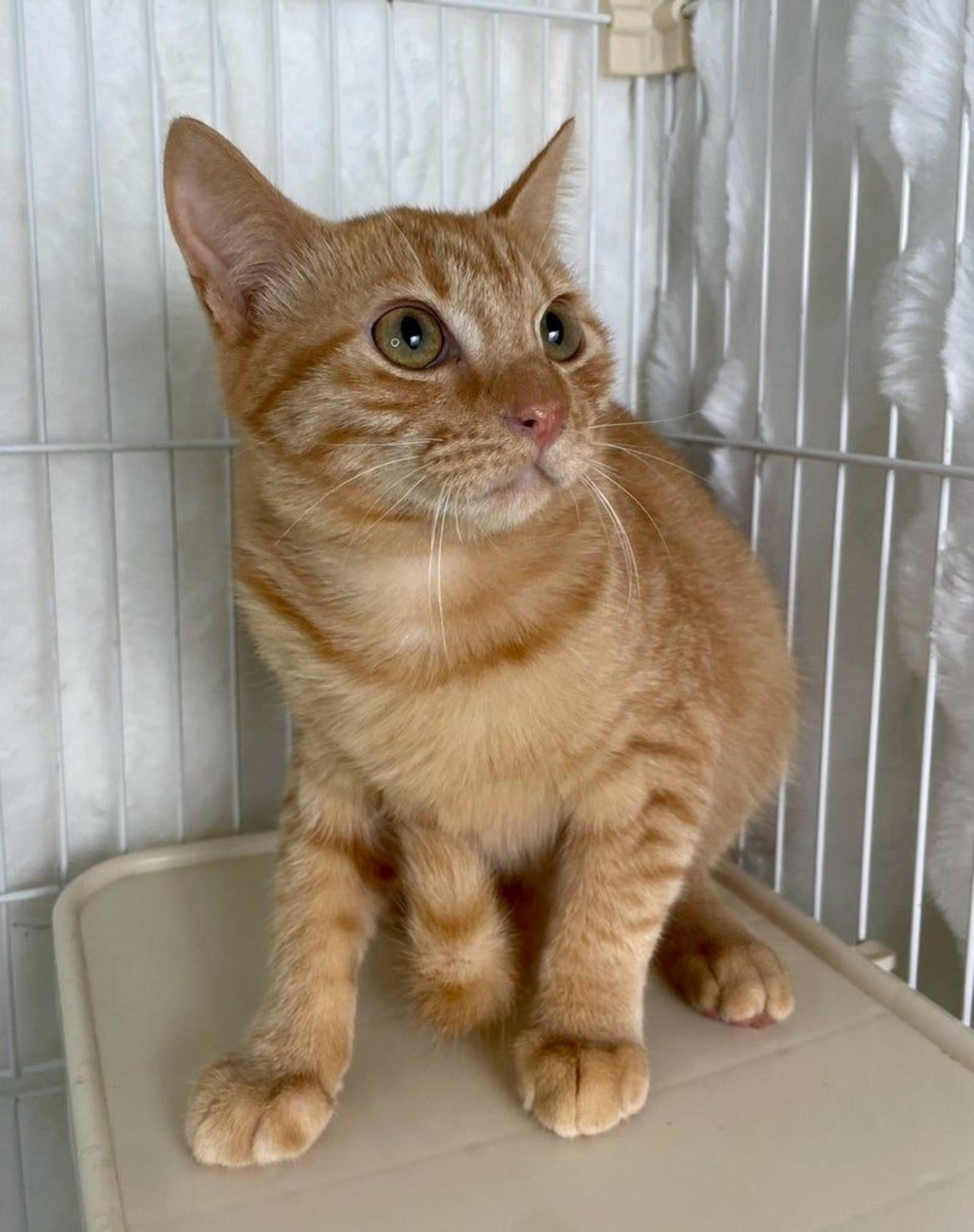 pet-image-2