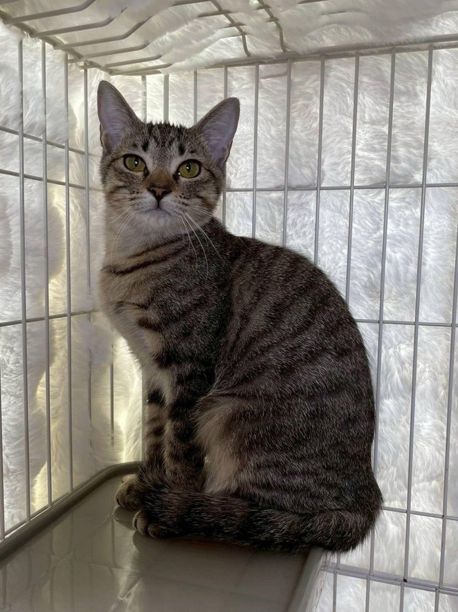 雑種（ミックス猫）・メスの里親募集の写真