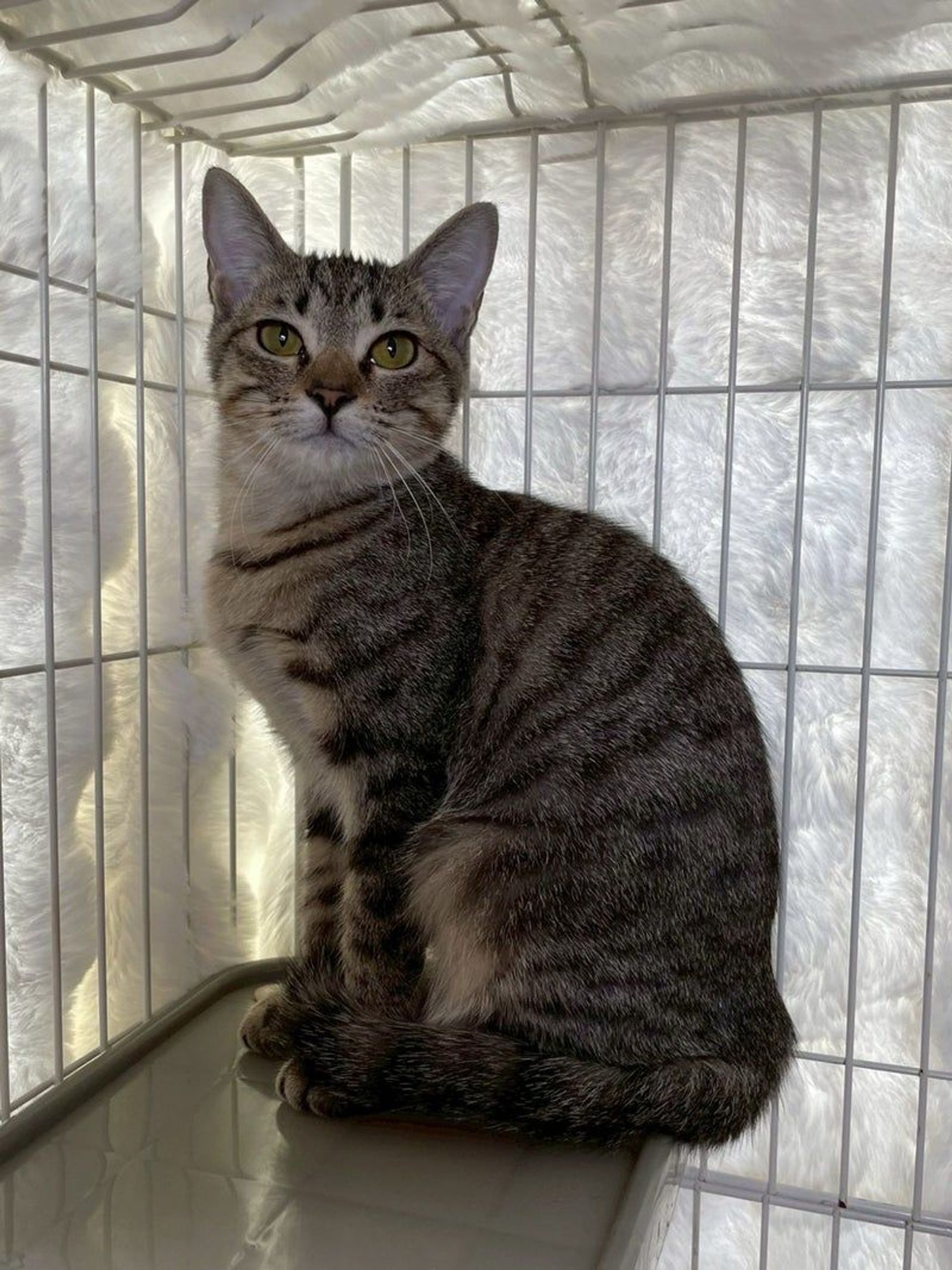 雑種（ミックス猫）・メスの里親募集の写真