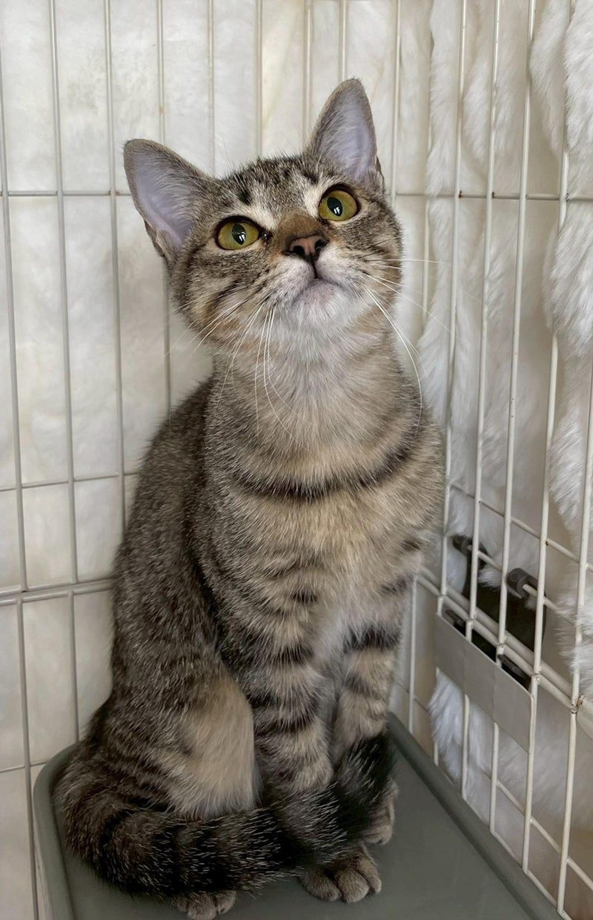 pet-image-2