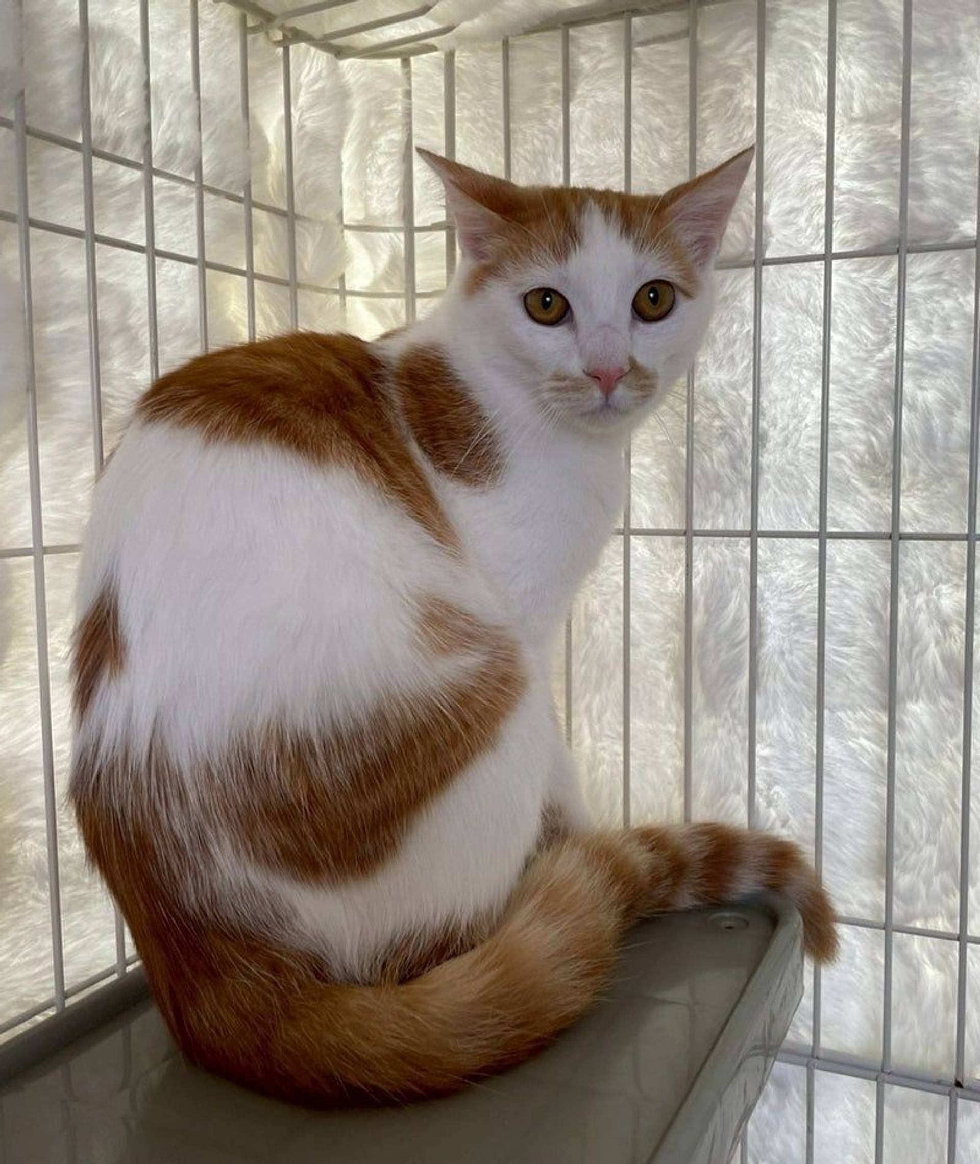 雑種（ミックス猫）・オスの里親募集の写真