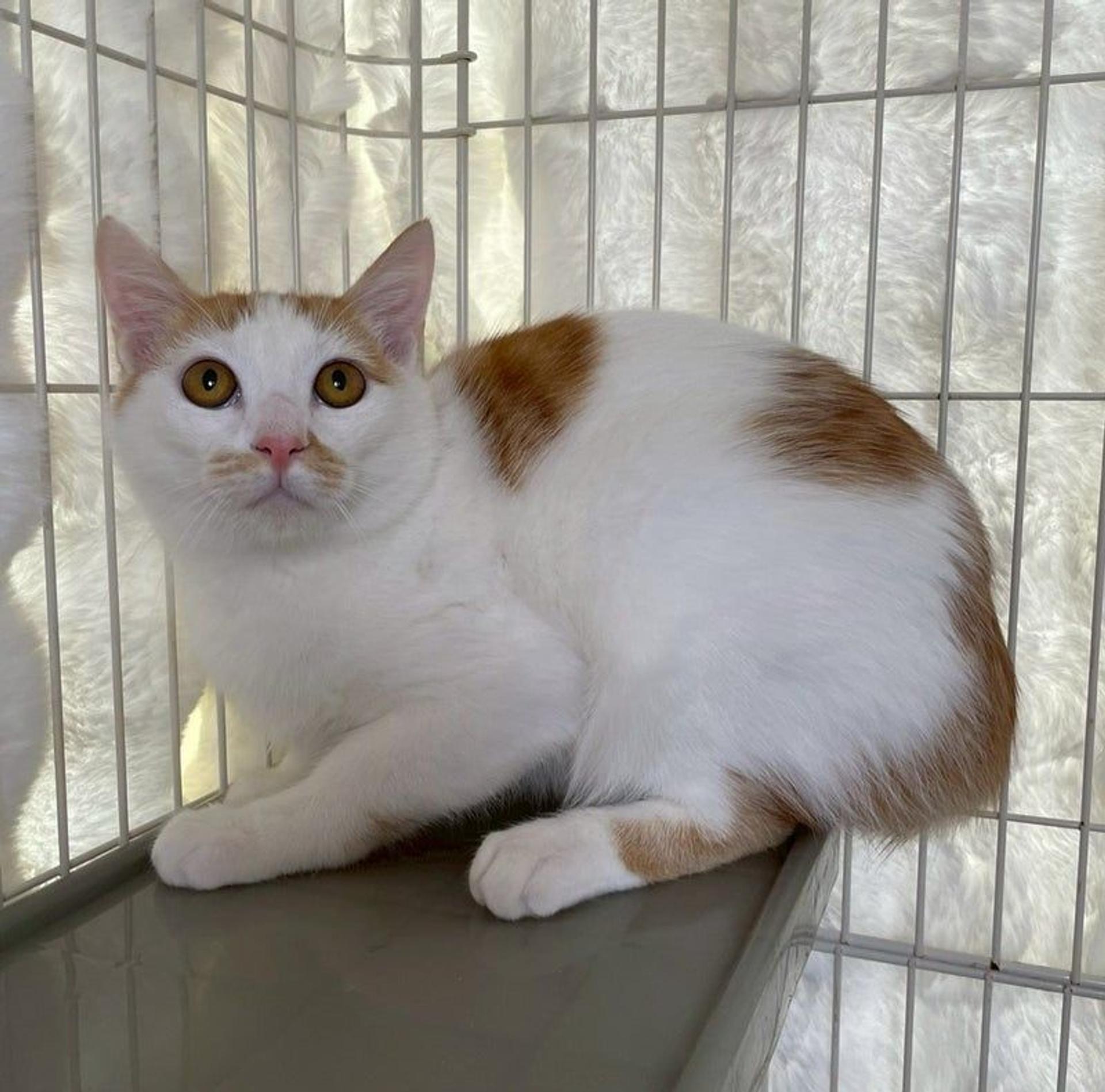 pet-image-2
