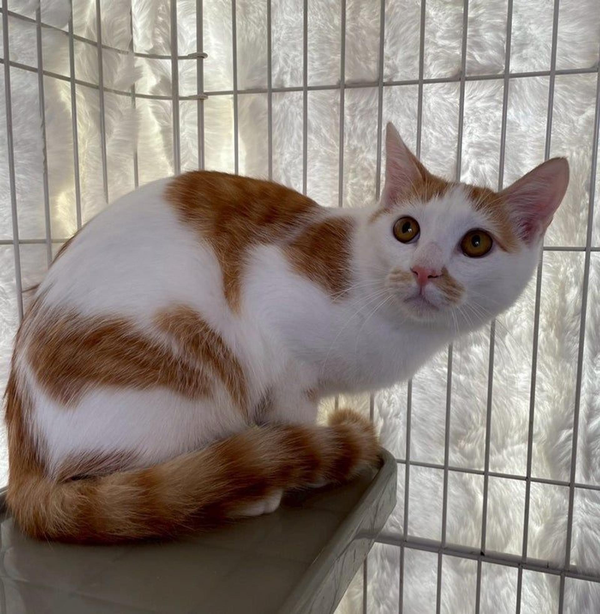 pet-image-3