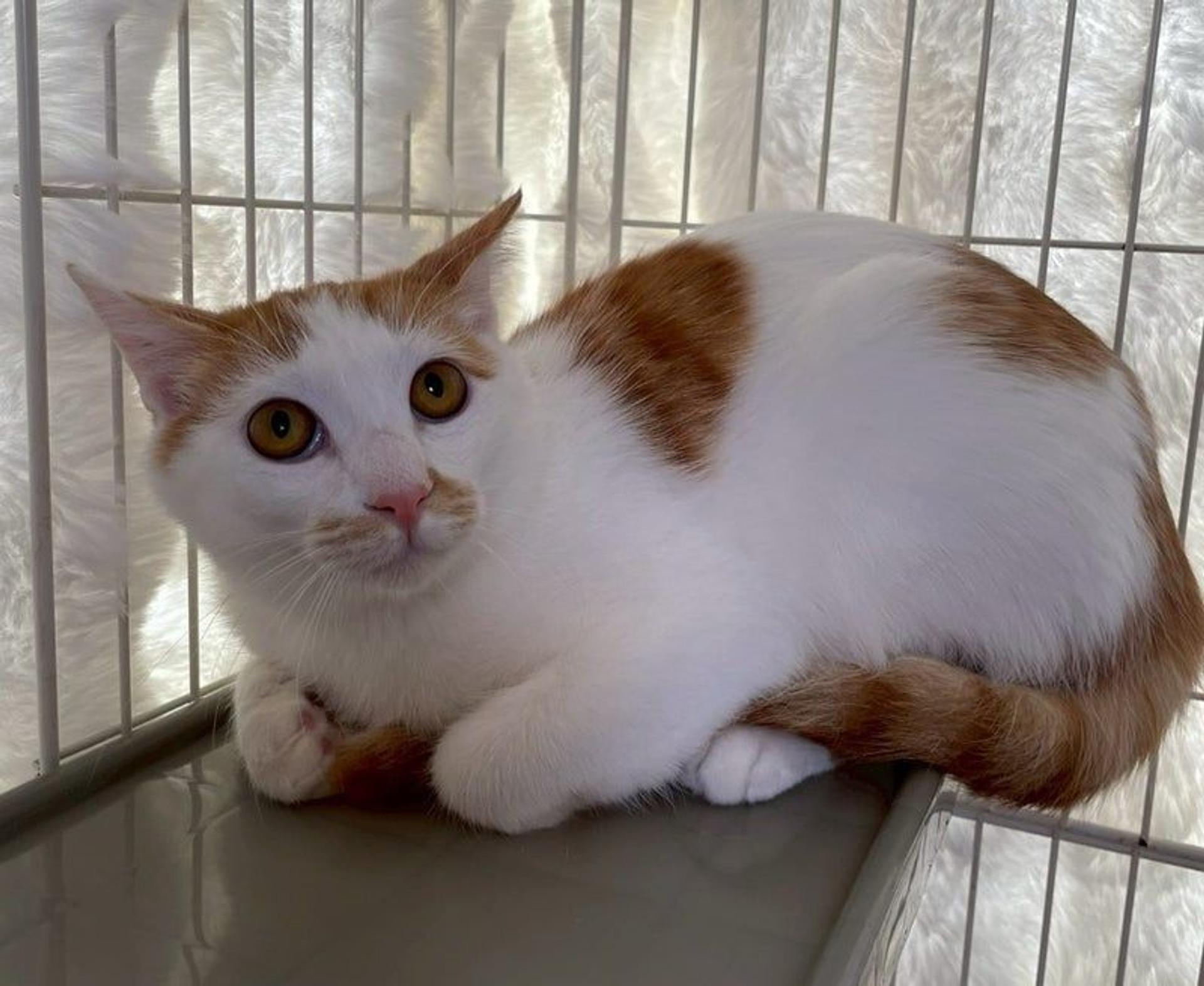 pet-image-4