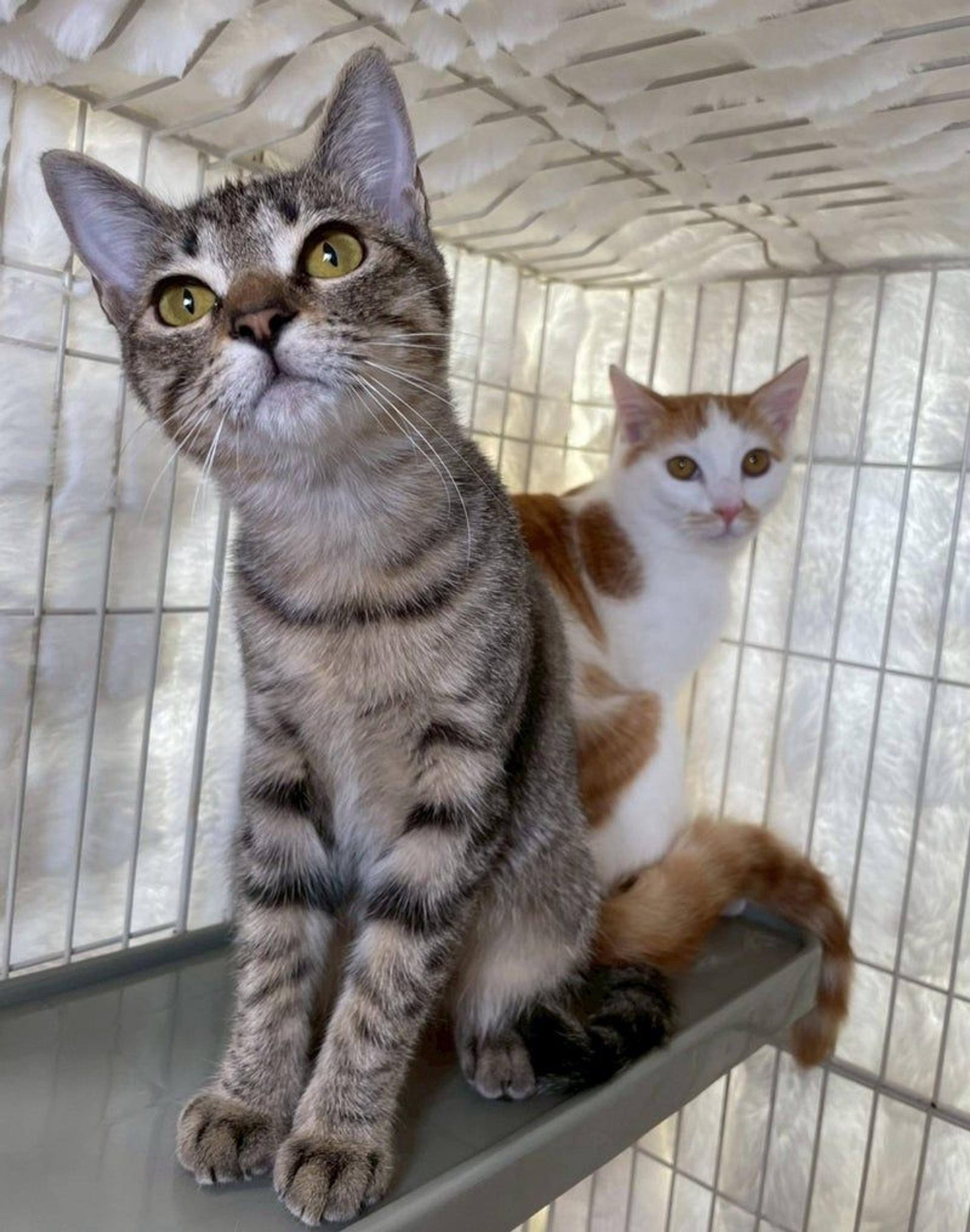 pet-image-5