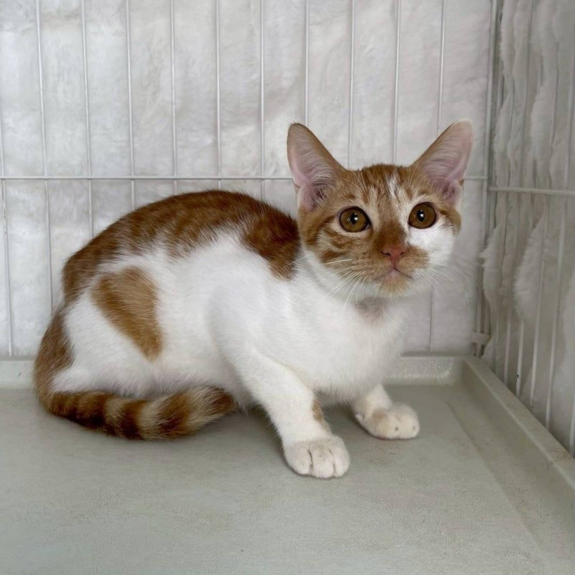 雑種（ミックス猫）・オスの里親募集の写真